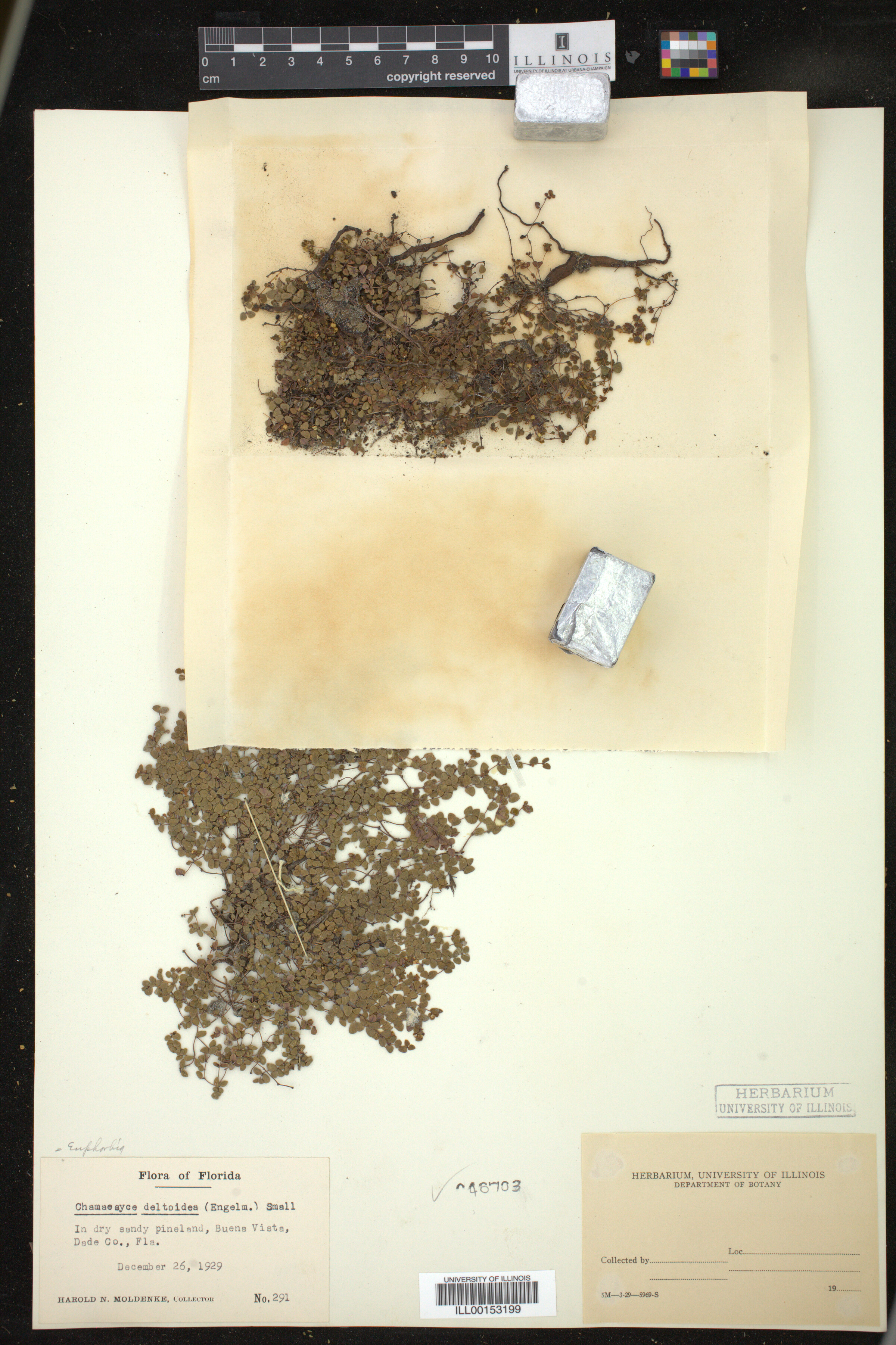 Euphorbia deltoidea image