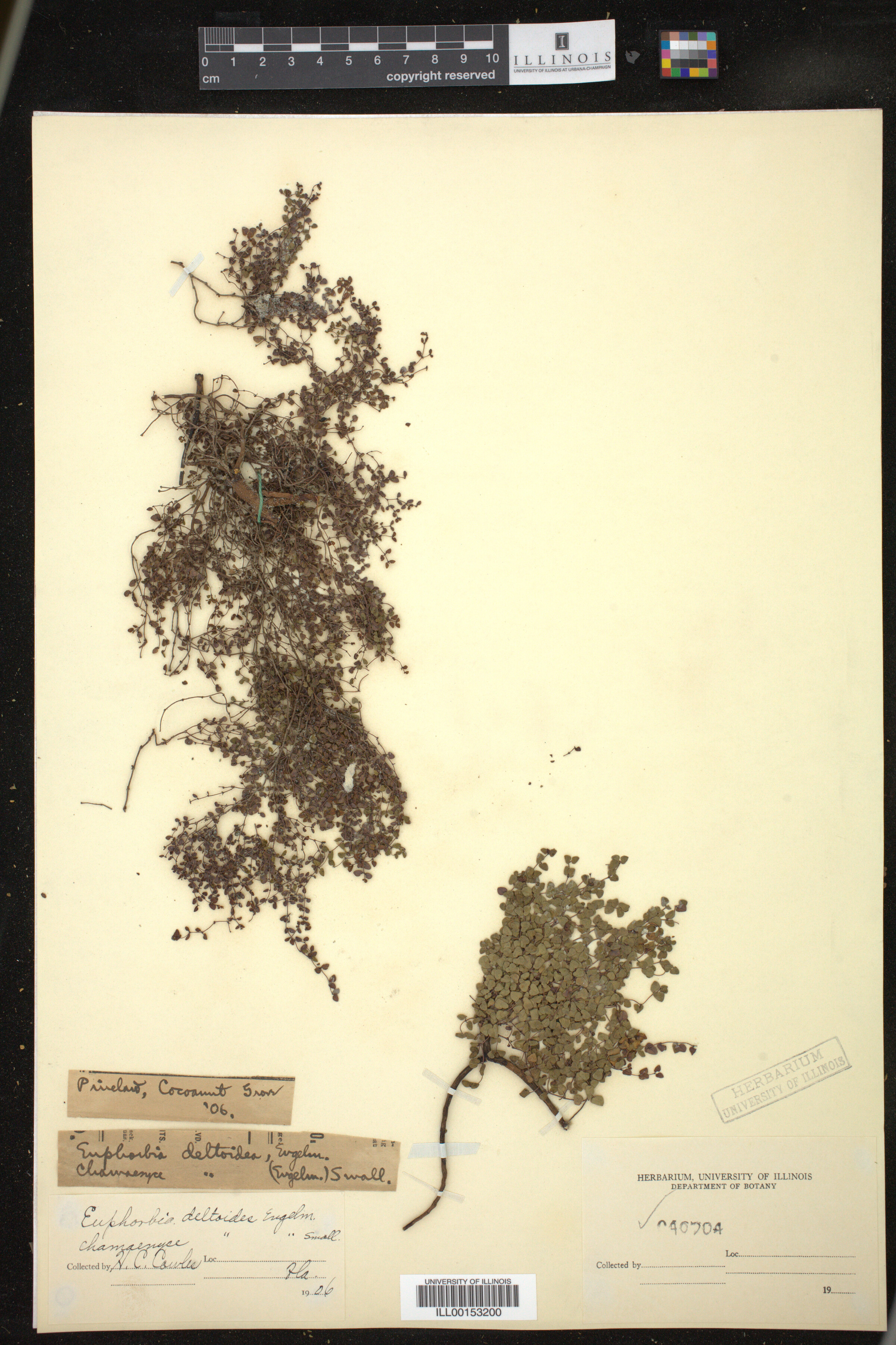 Euphorbia deltoidea image