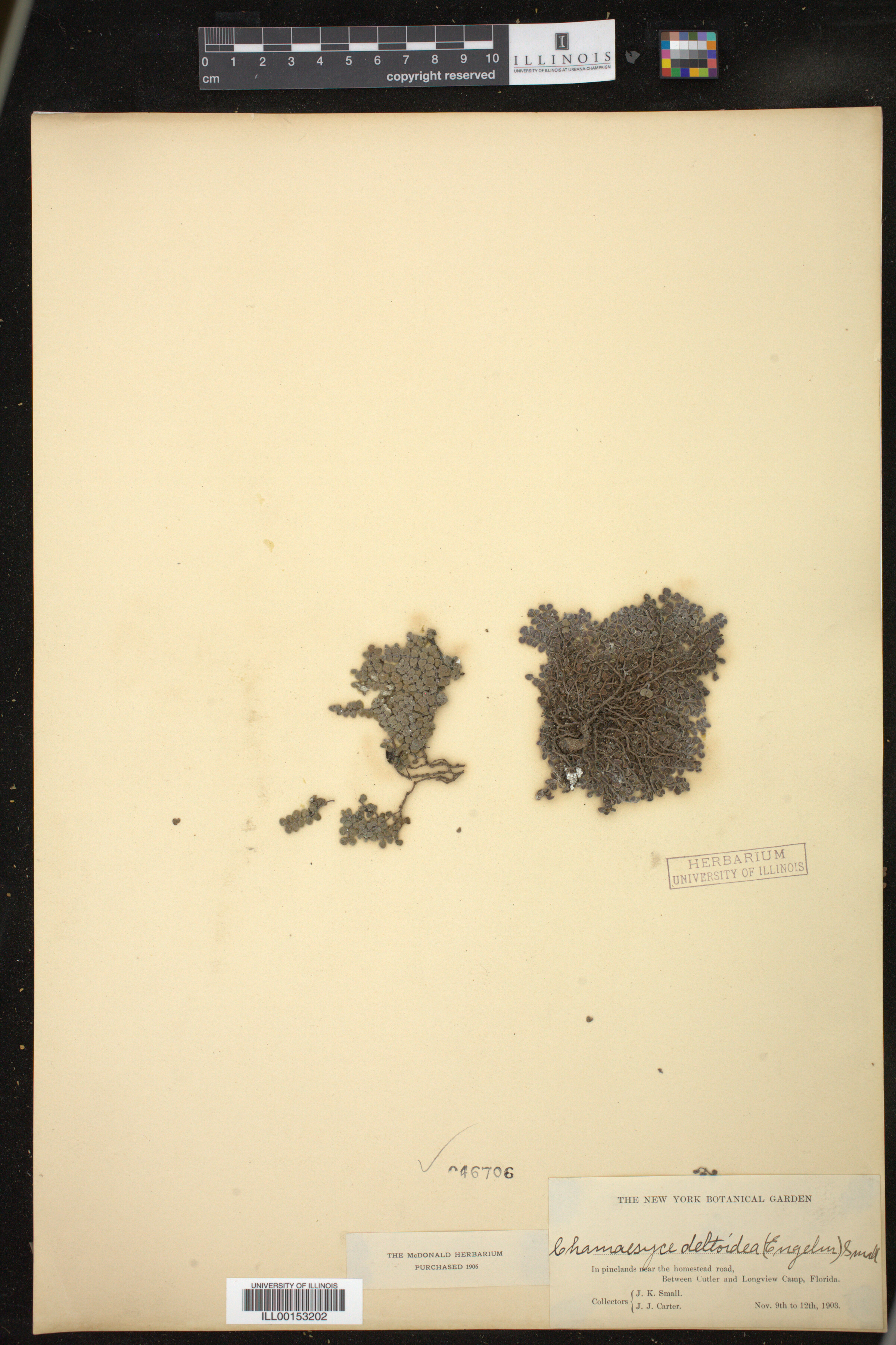 Euphorbia deltoidea image