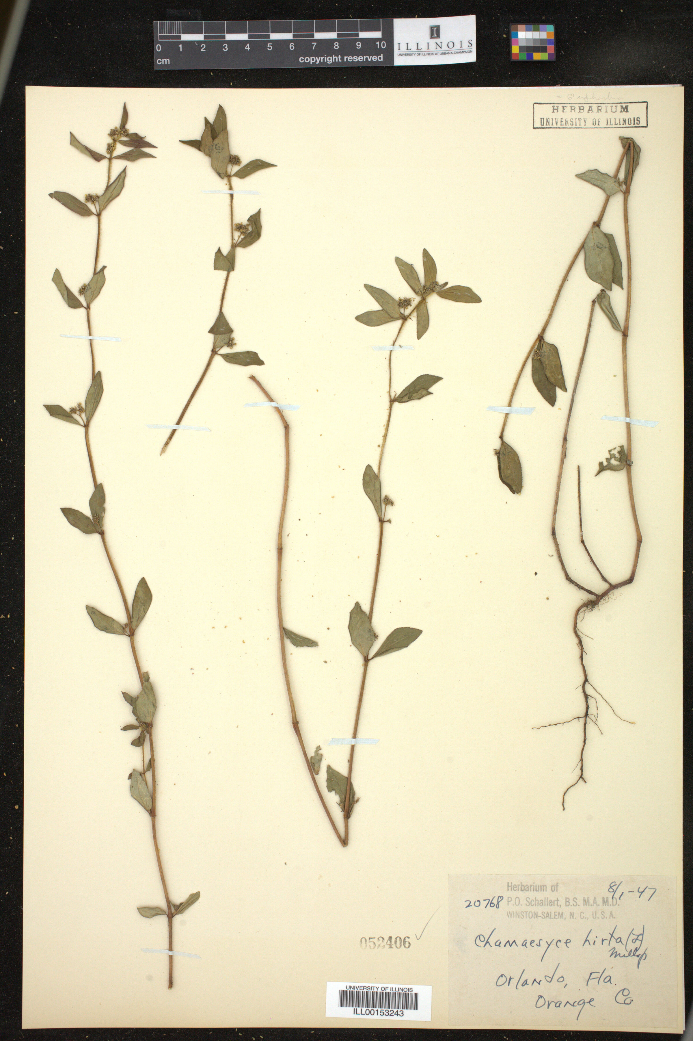 Euphorbia hirta image