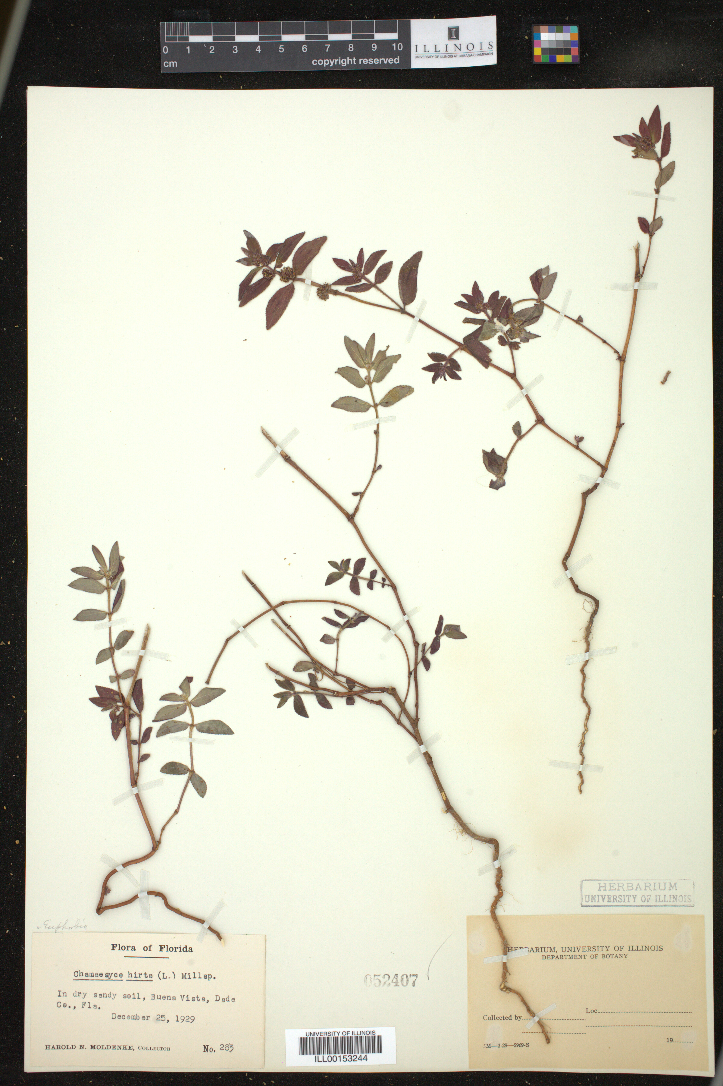 Euphorbia hirta image