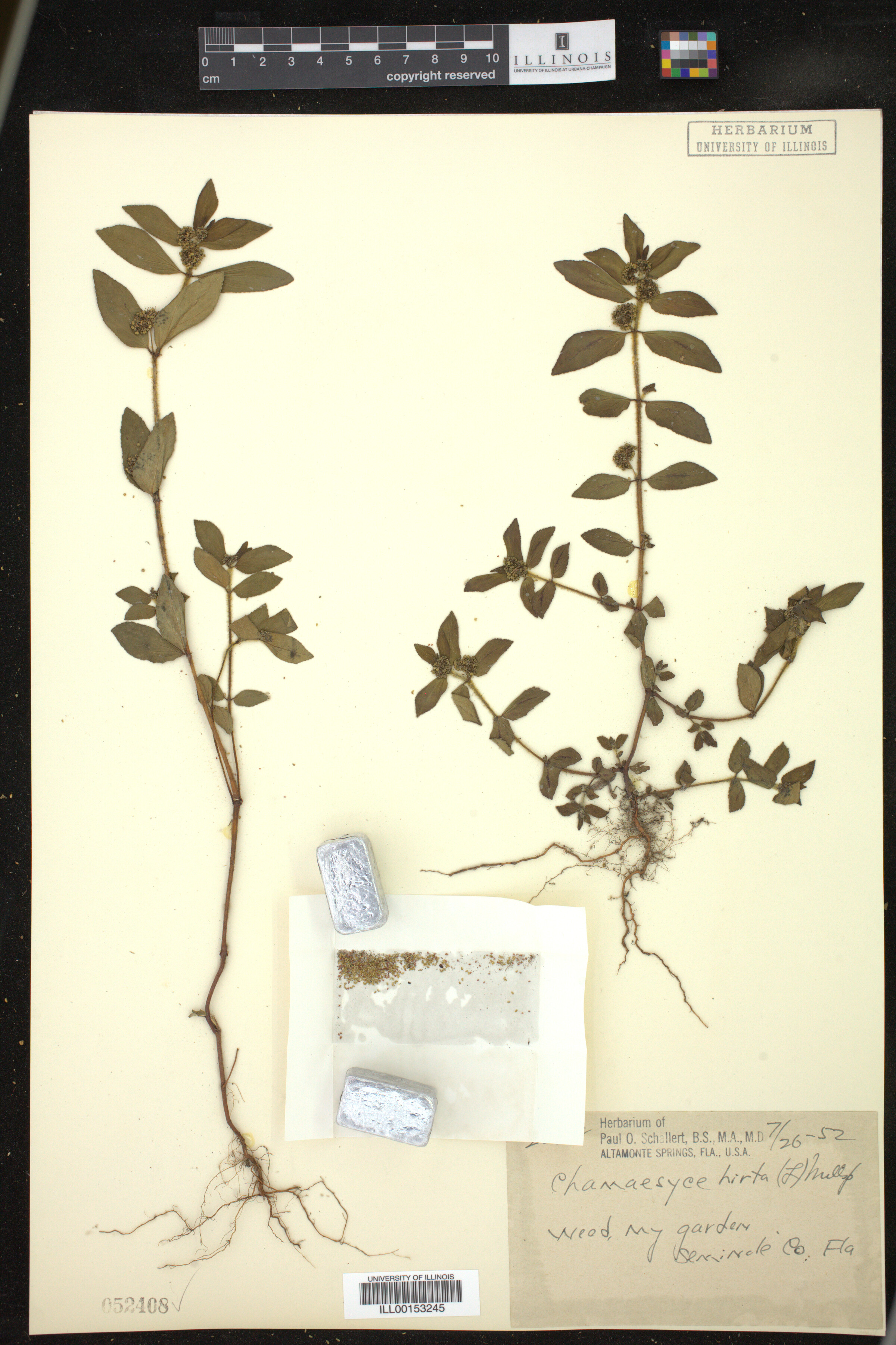 Euphorbia hirta image