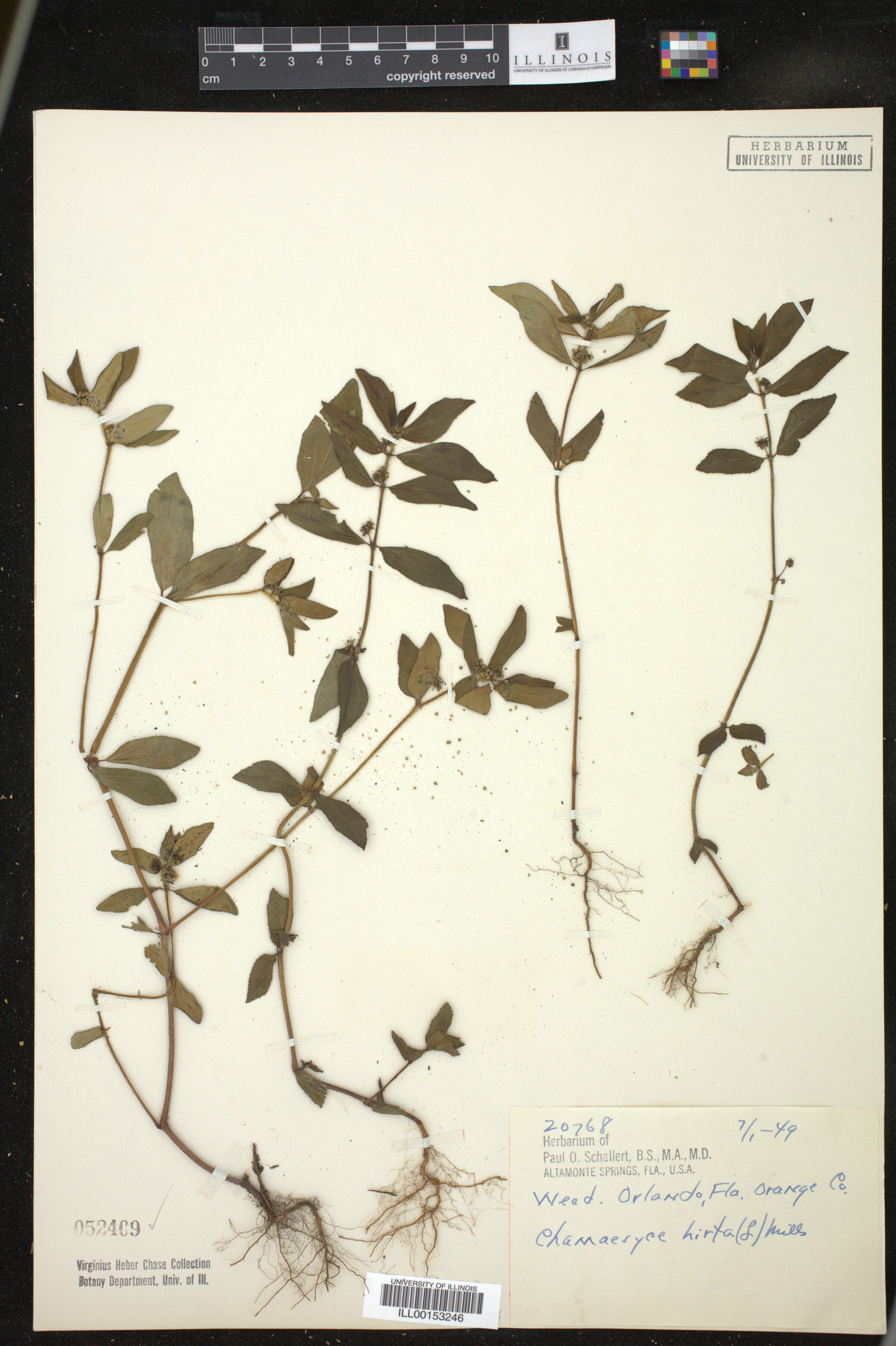 Euphorbia hirta image