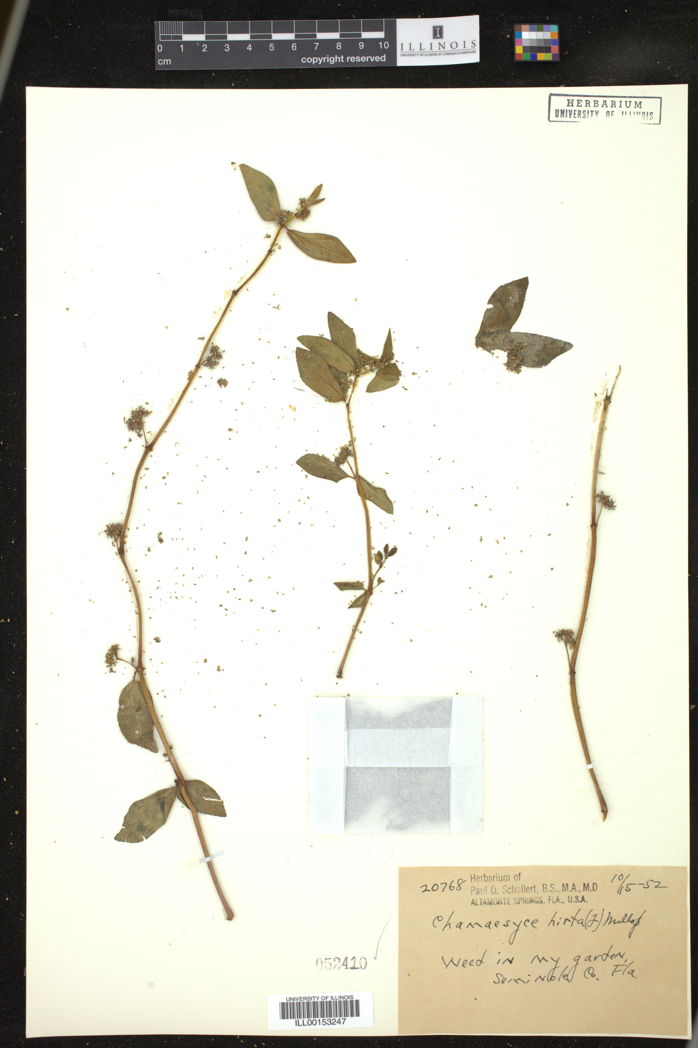 Euphorbia hirta image