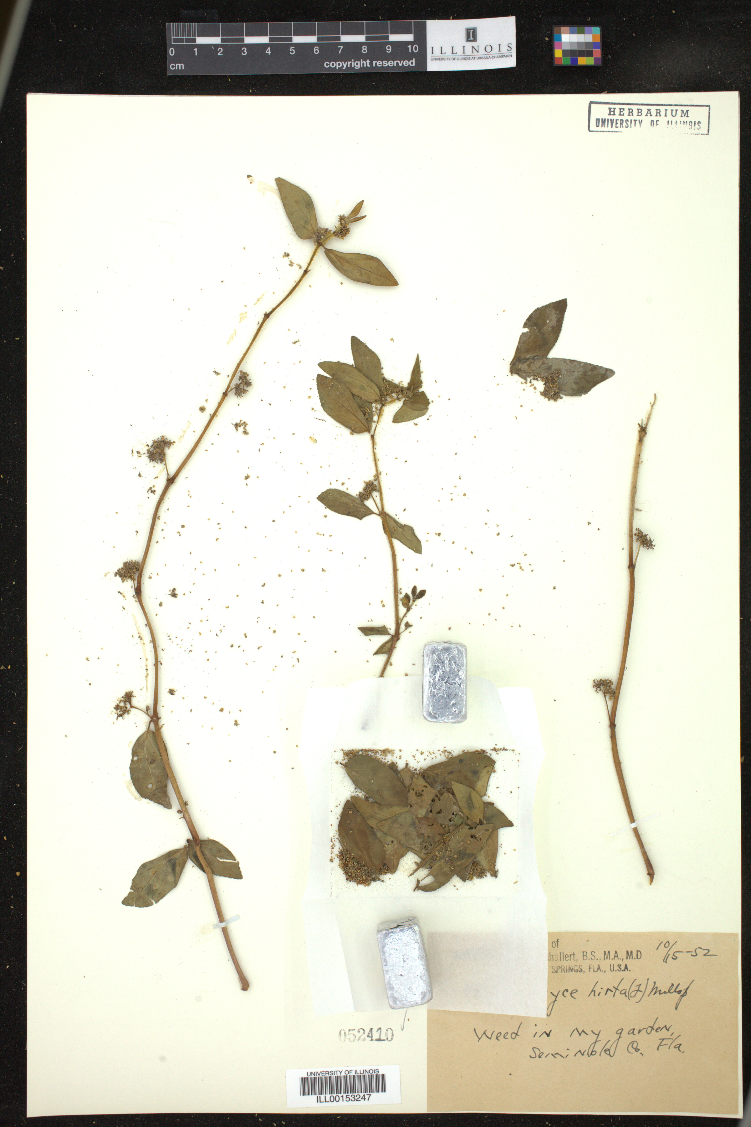 Euphorbia hirta image