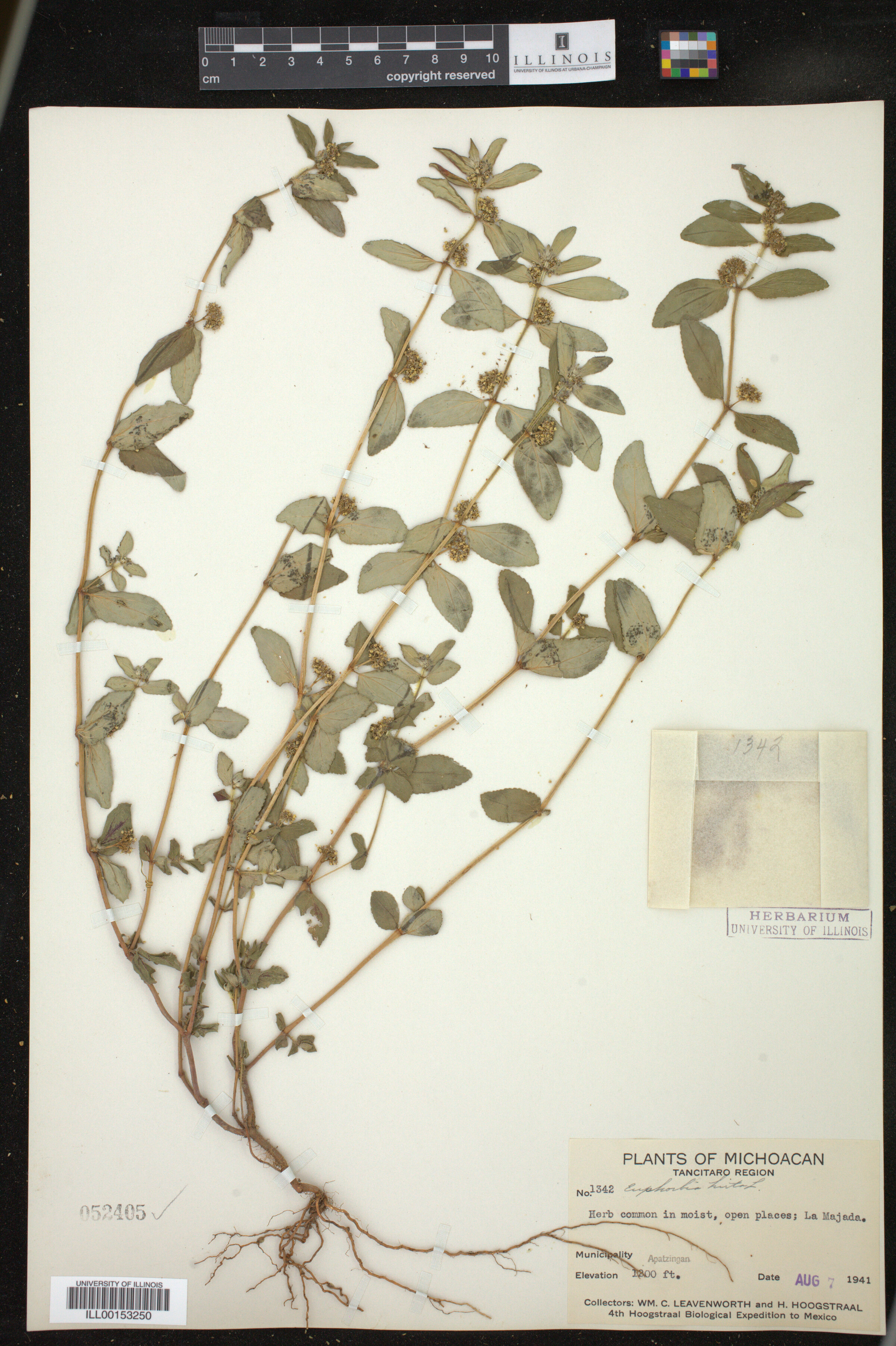 Euphorbia hirta image