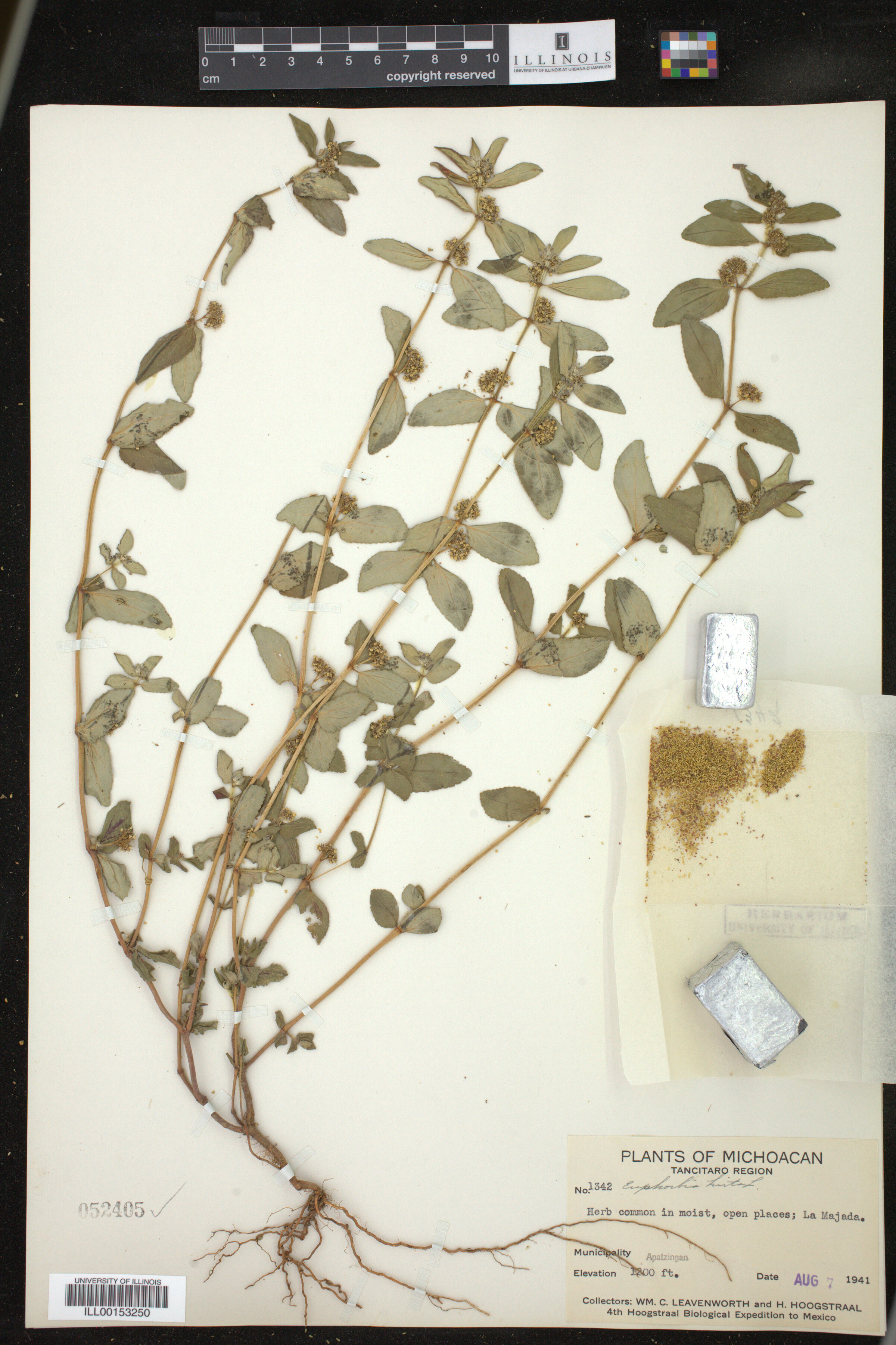 Euphorbia hirta image