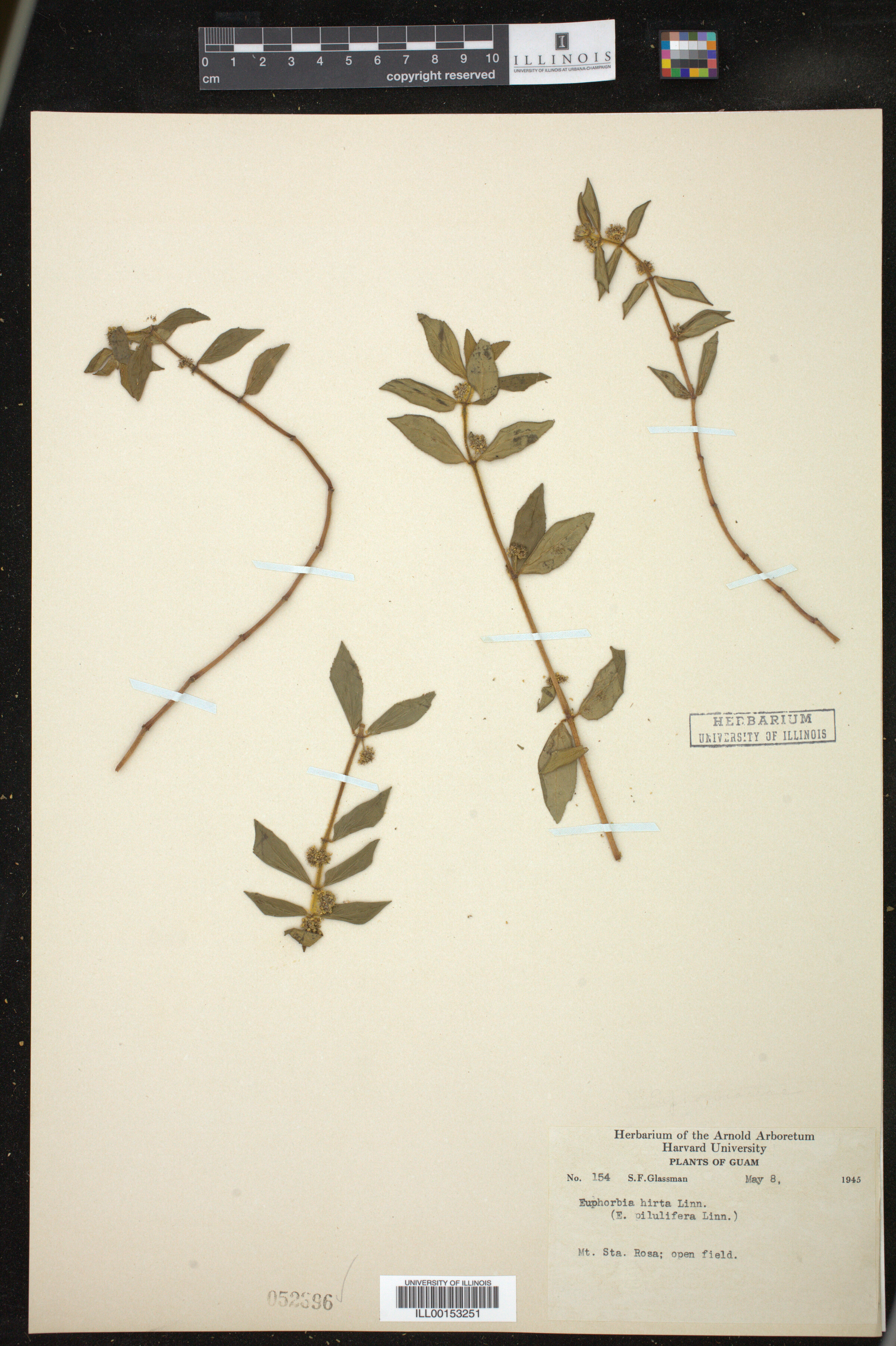 Euphorbia hirta image