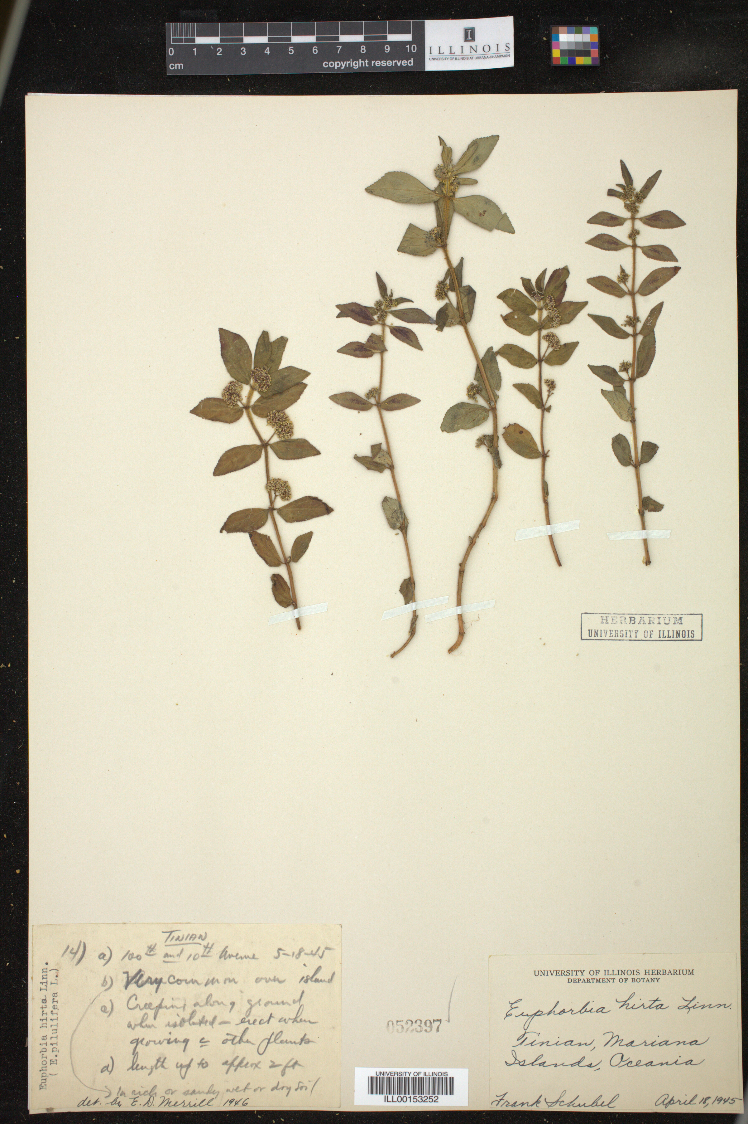 Euphorbia hirta image