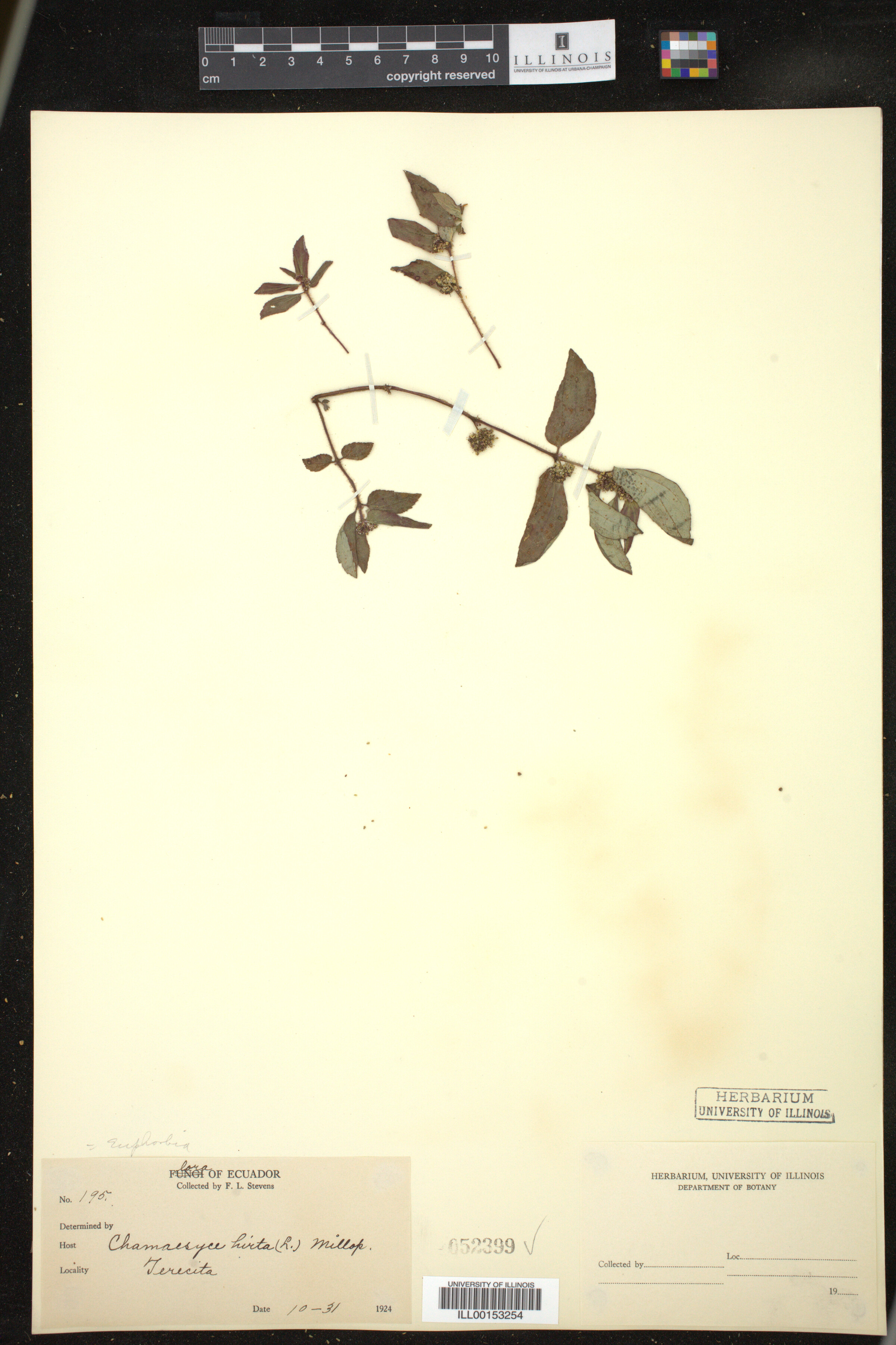 Euphorbia hirta image