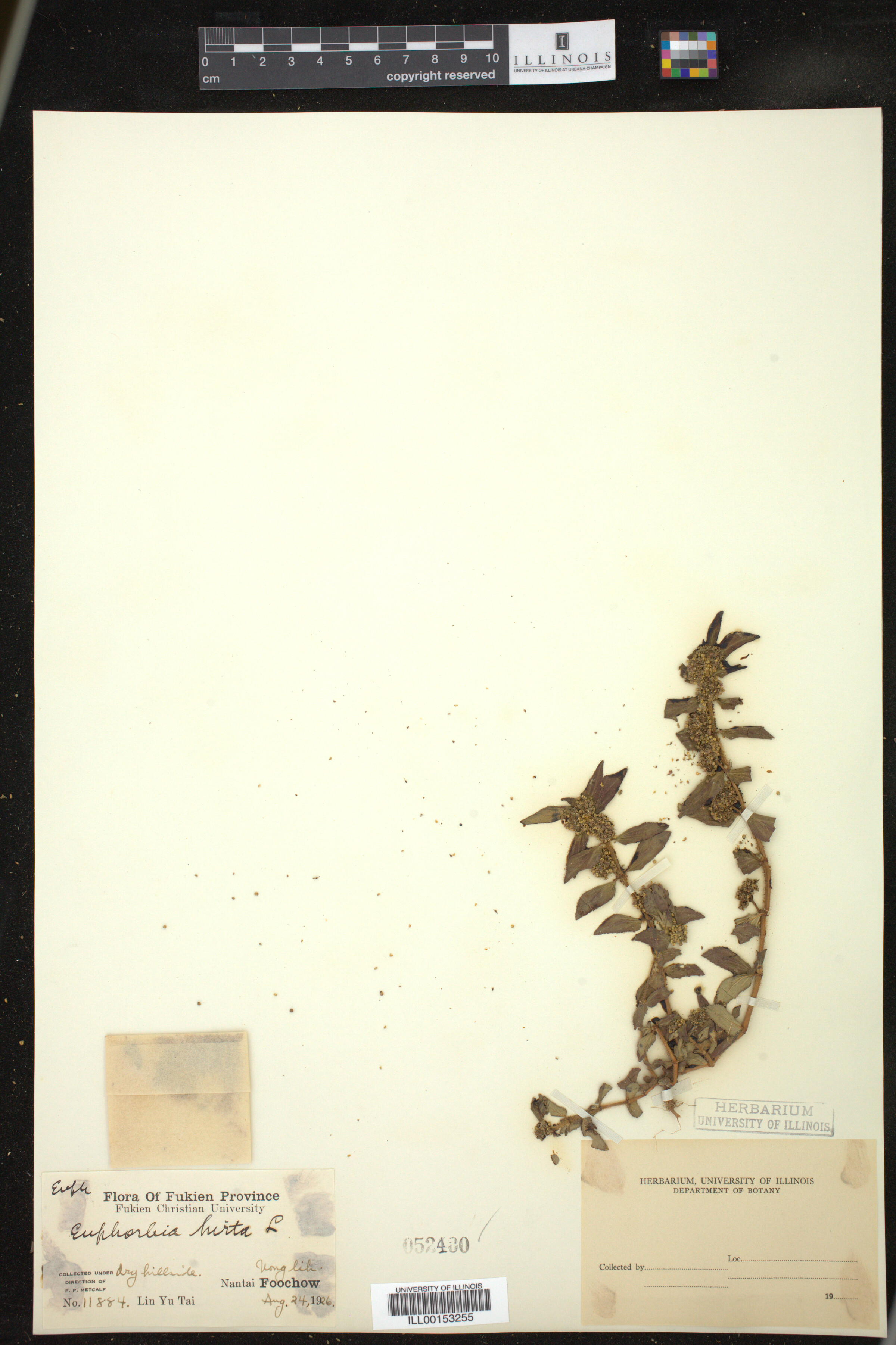 Euphorbia hirta image