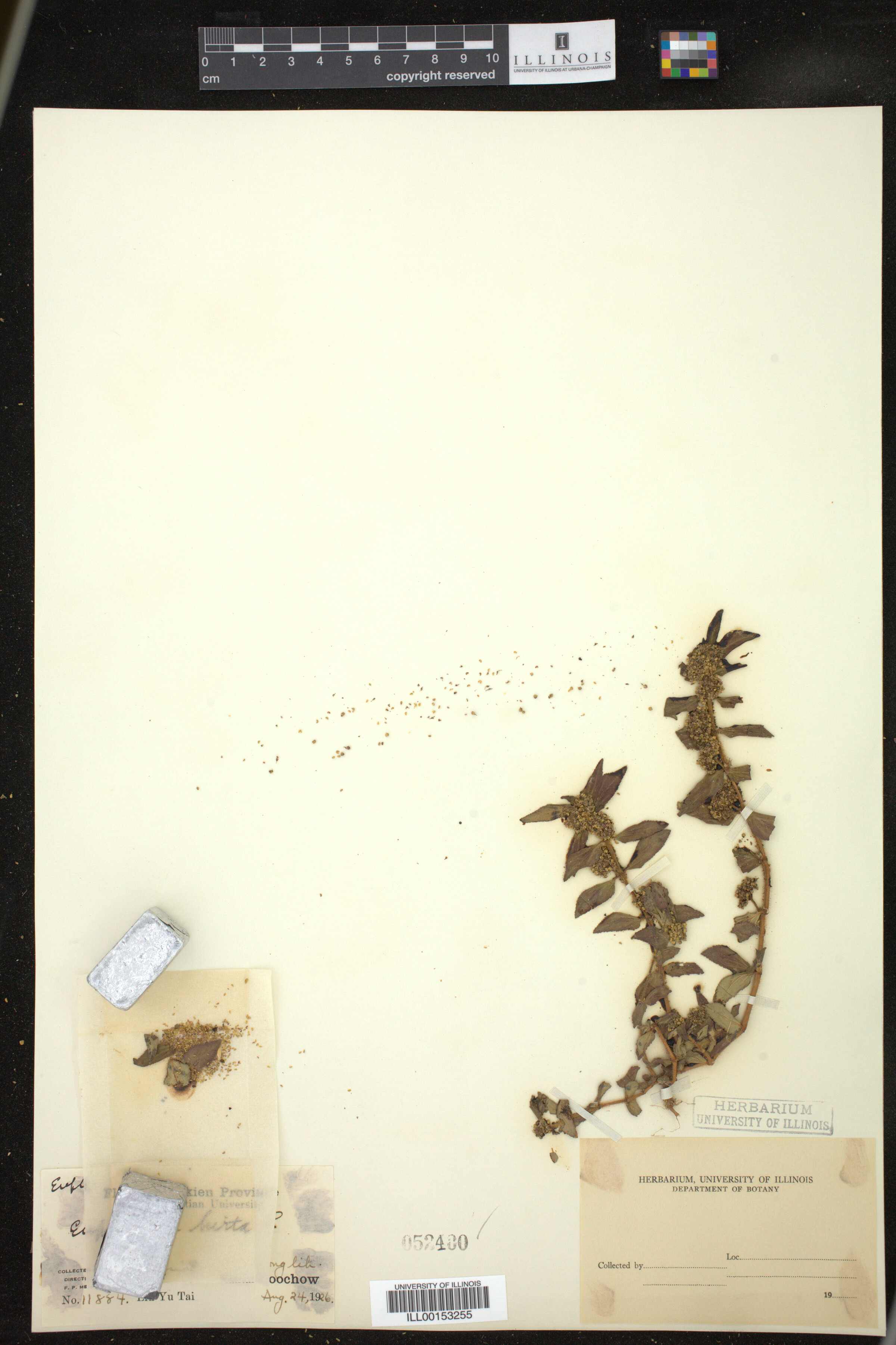 Euphorbia hirta image