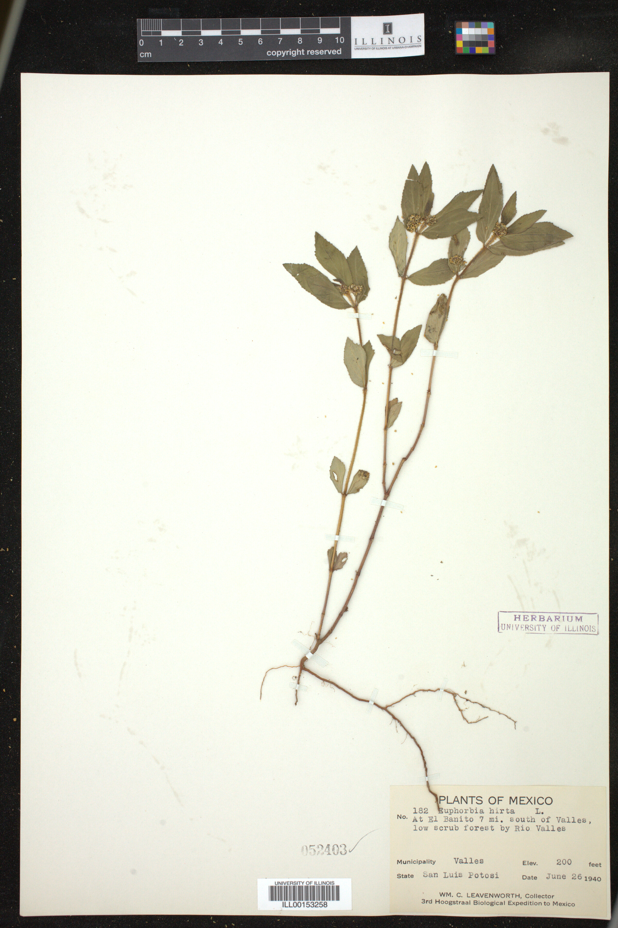 Euphorbia hirta image