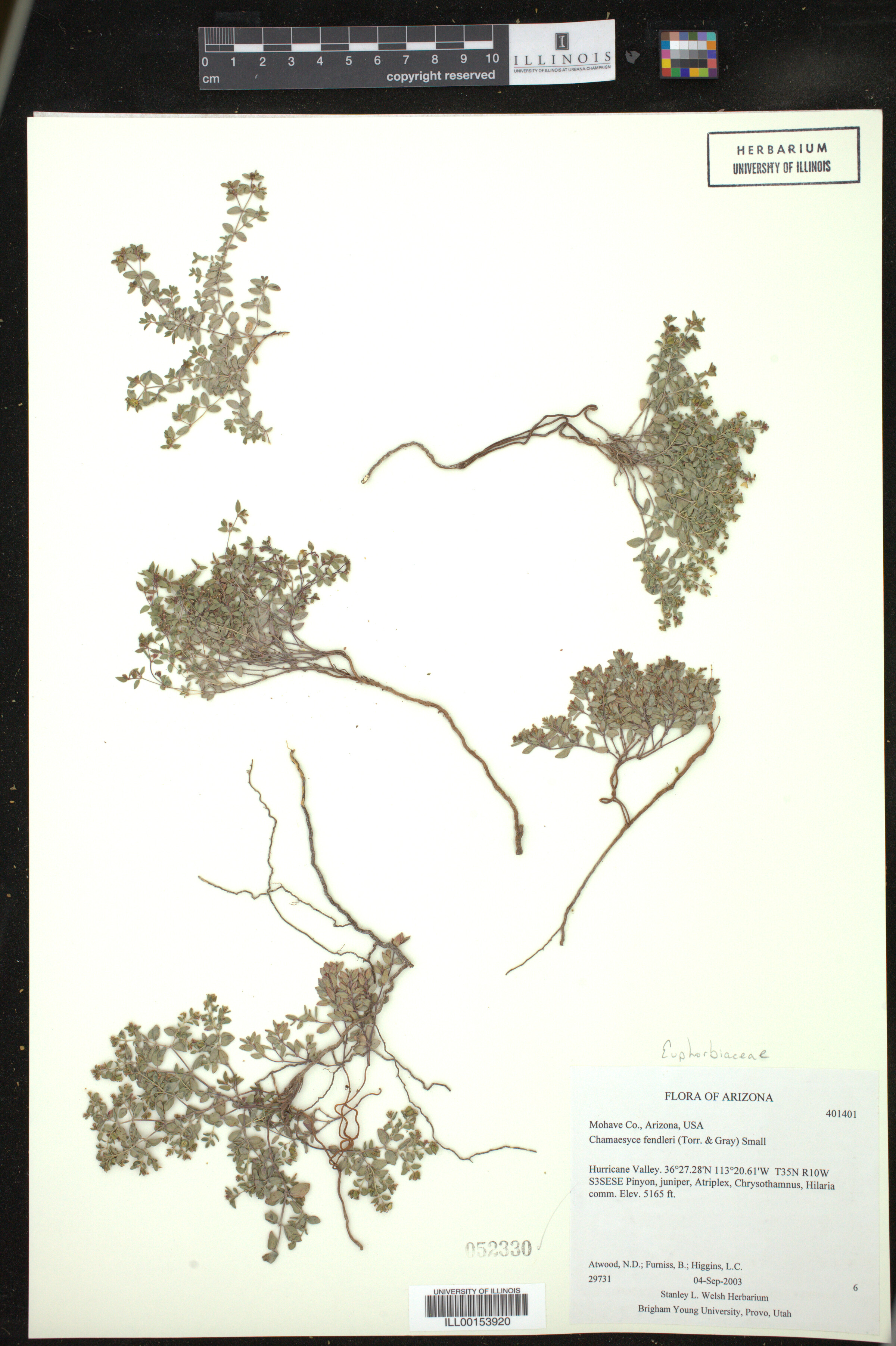 Euphorbia fendleri image