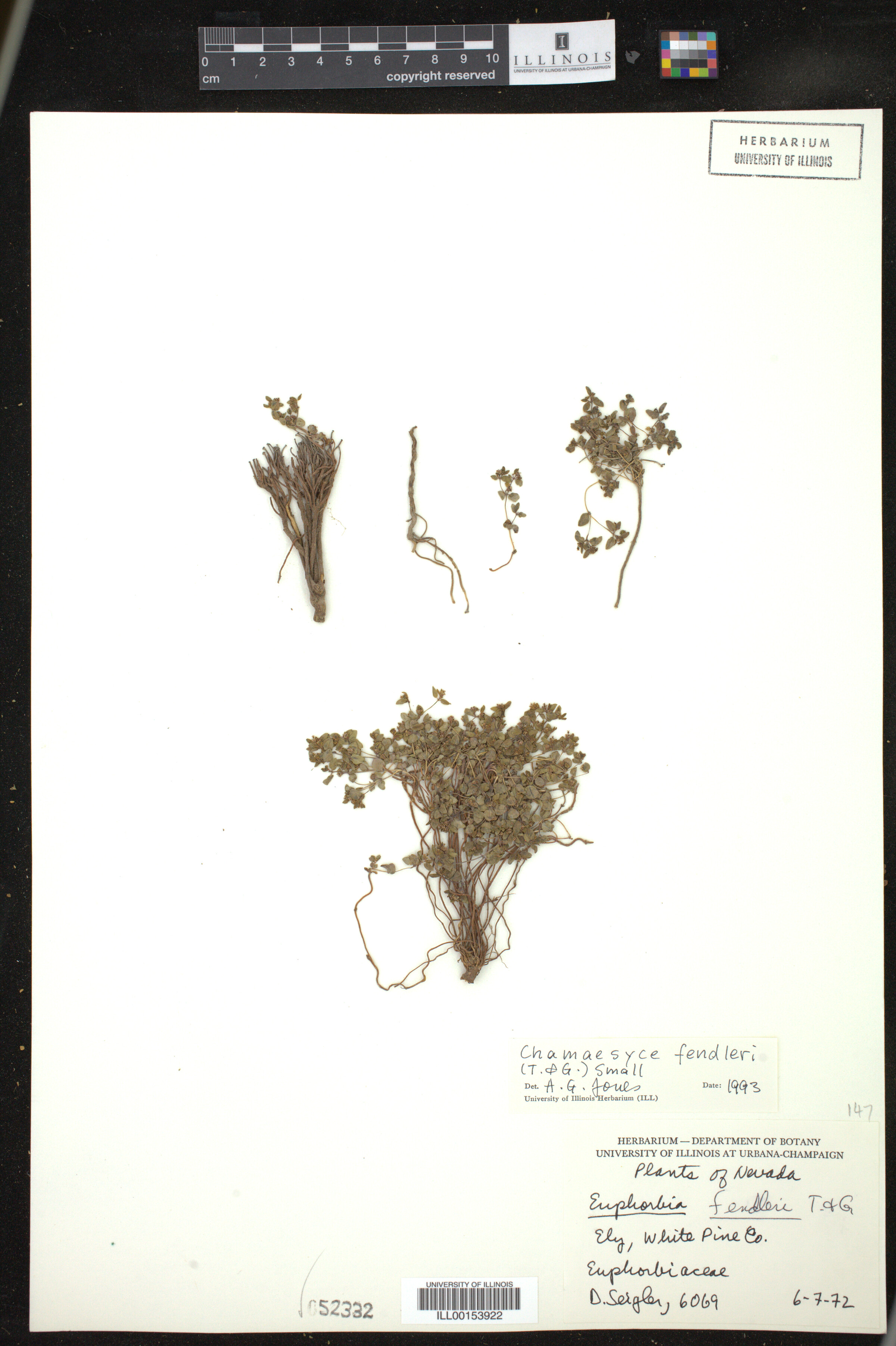 Euphorbia fendleri image