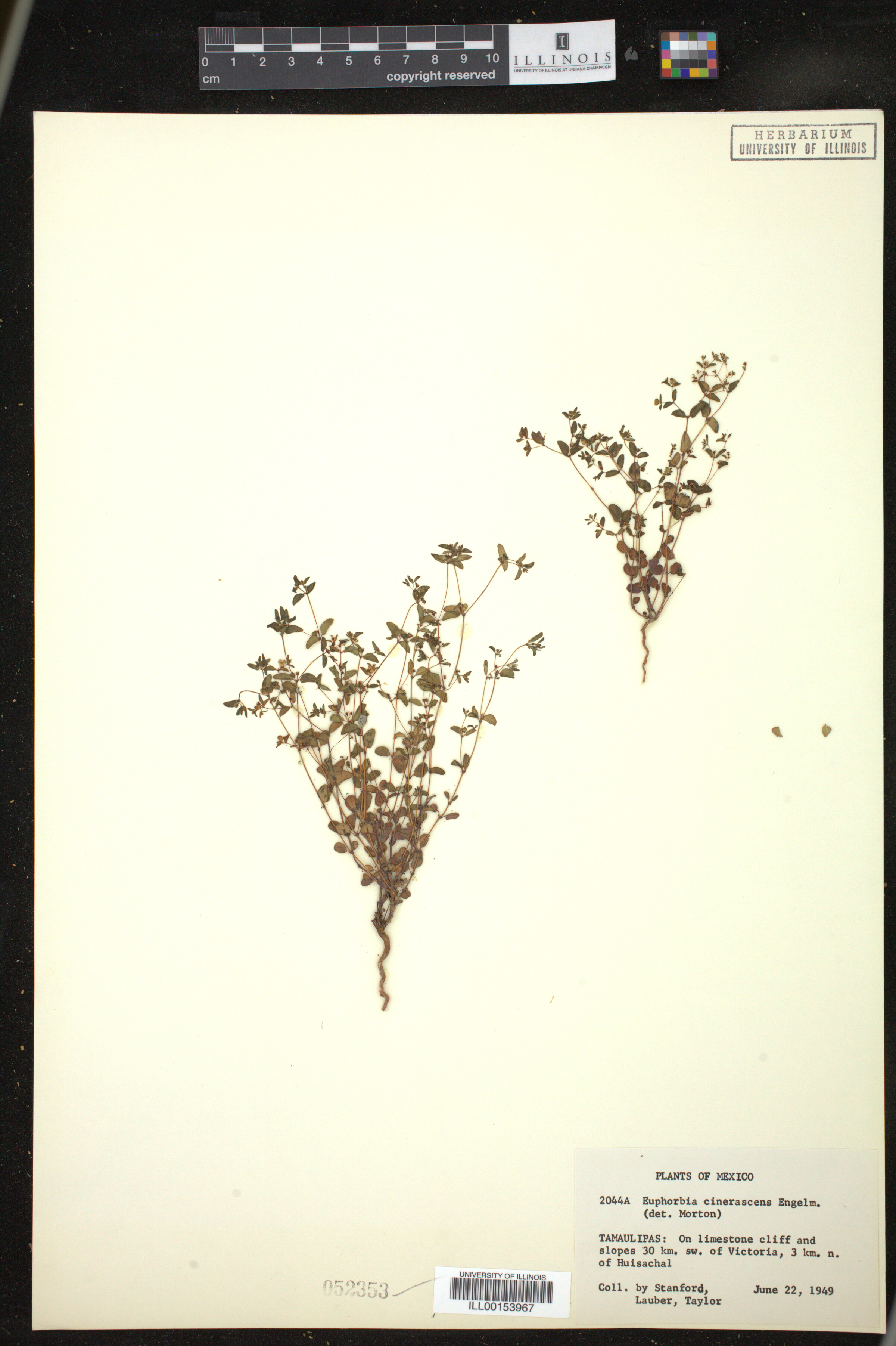 Euphorbia cinerascens image