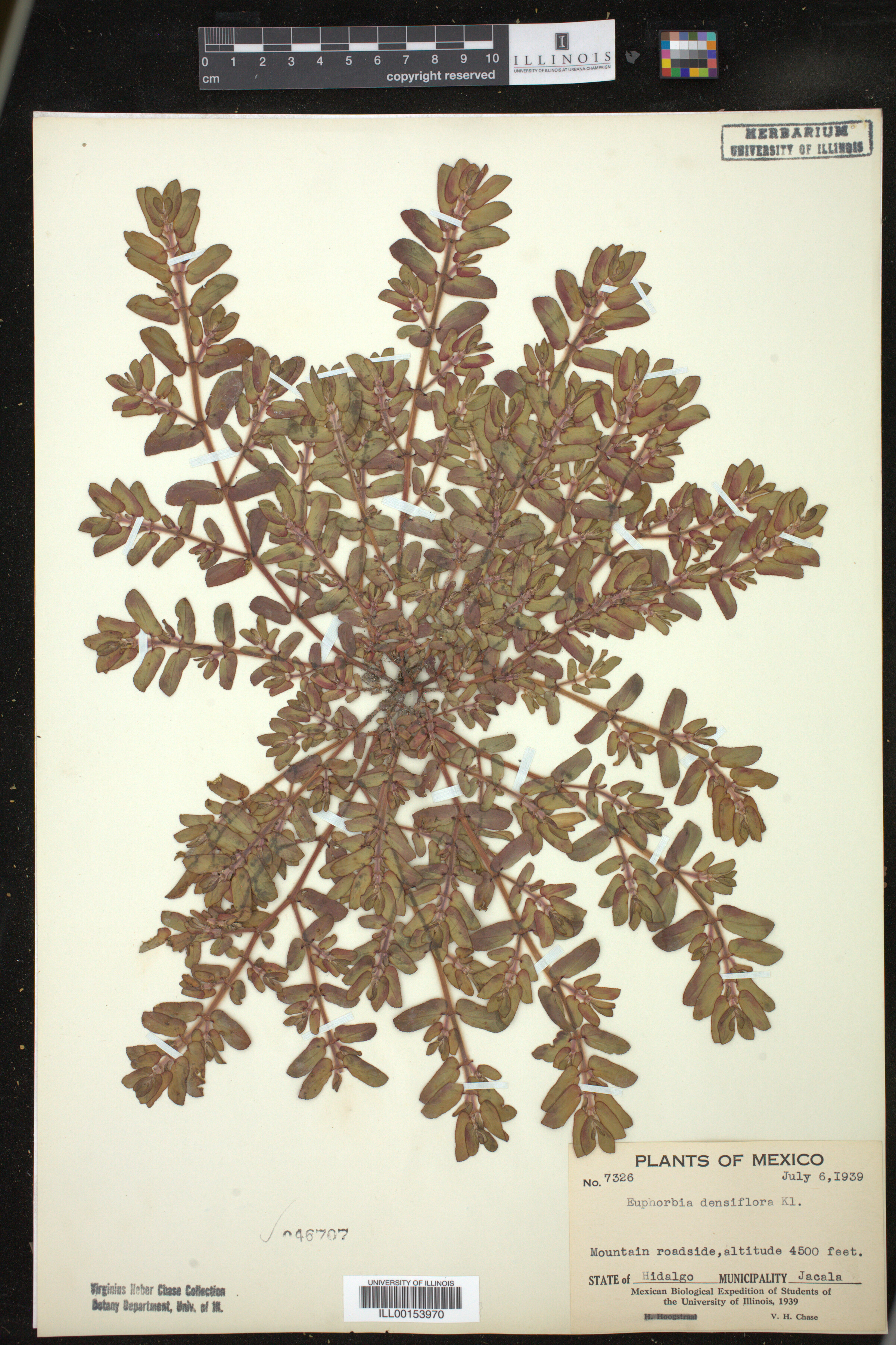 Euphorbia densiflora image