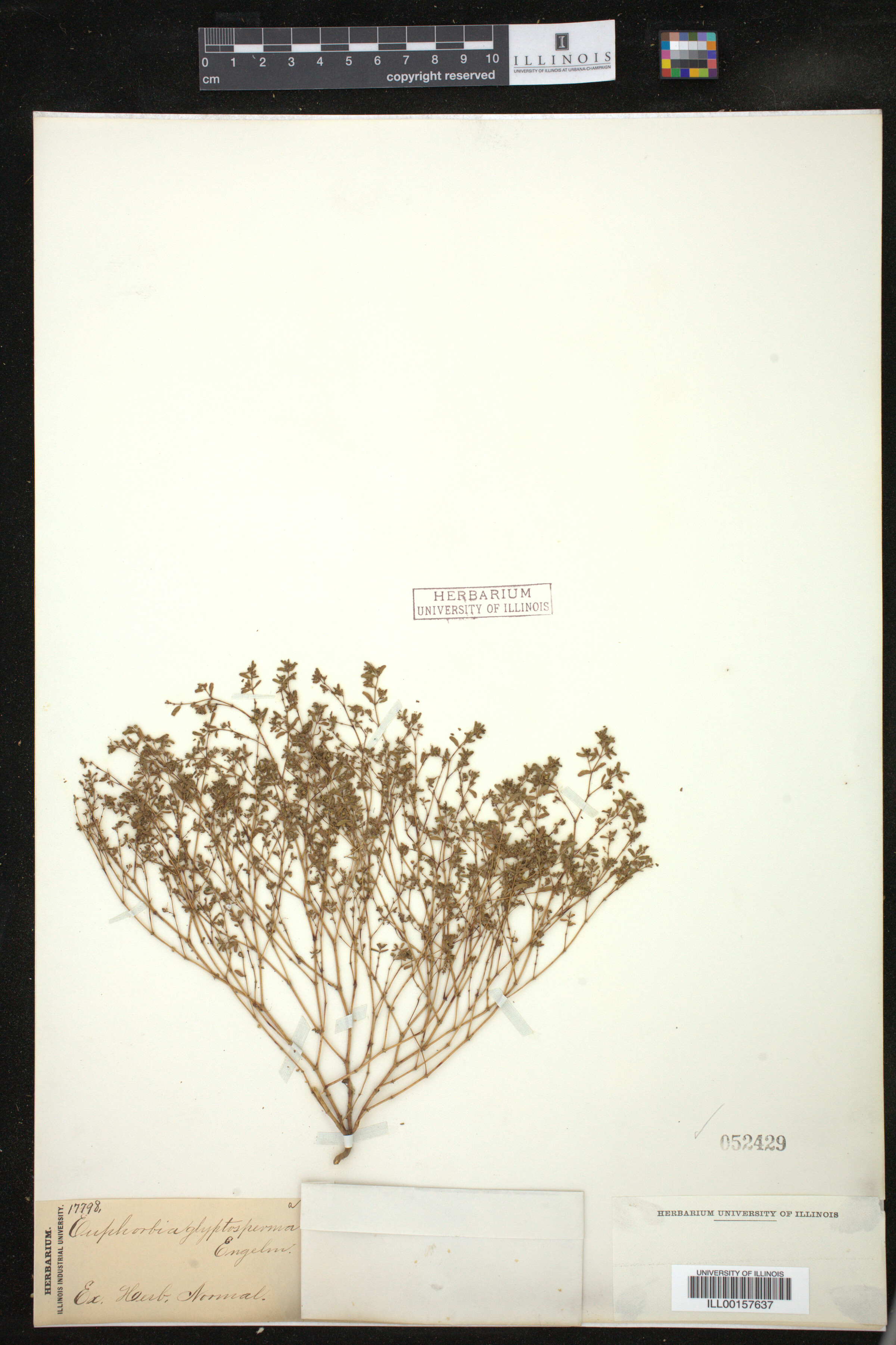 Euphorbia glyptosperma image