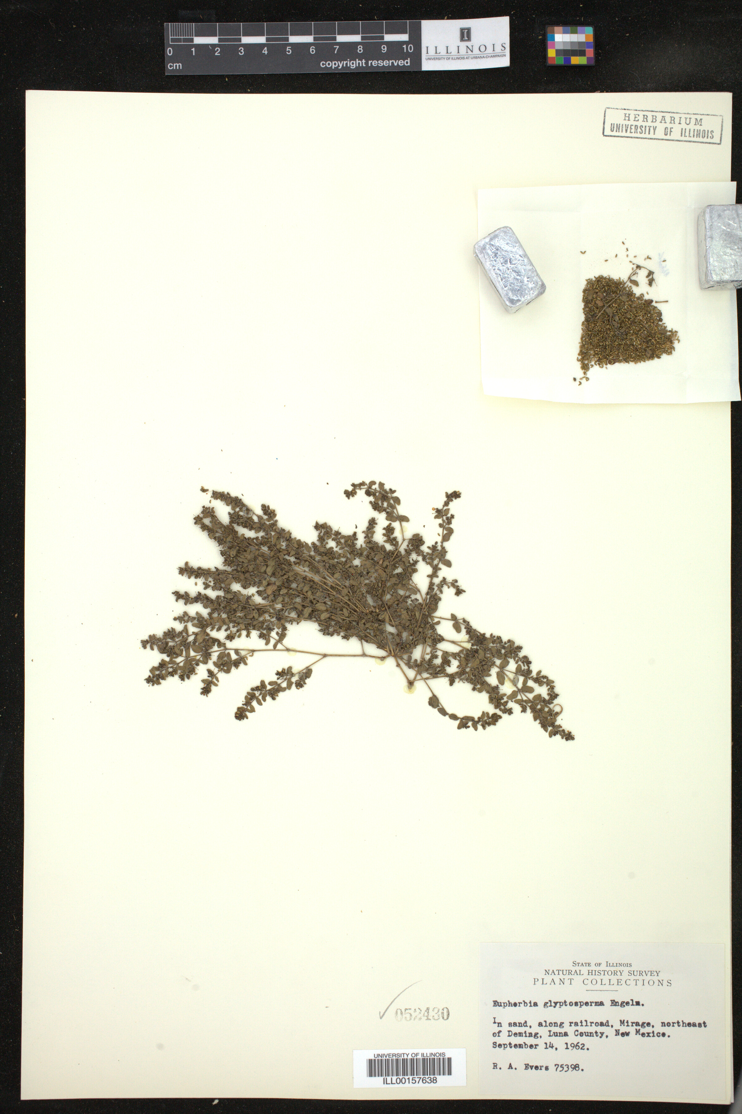 Euphorbia glyptosperma image