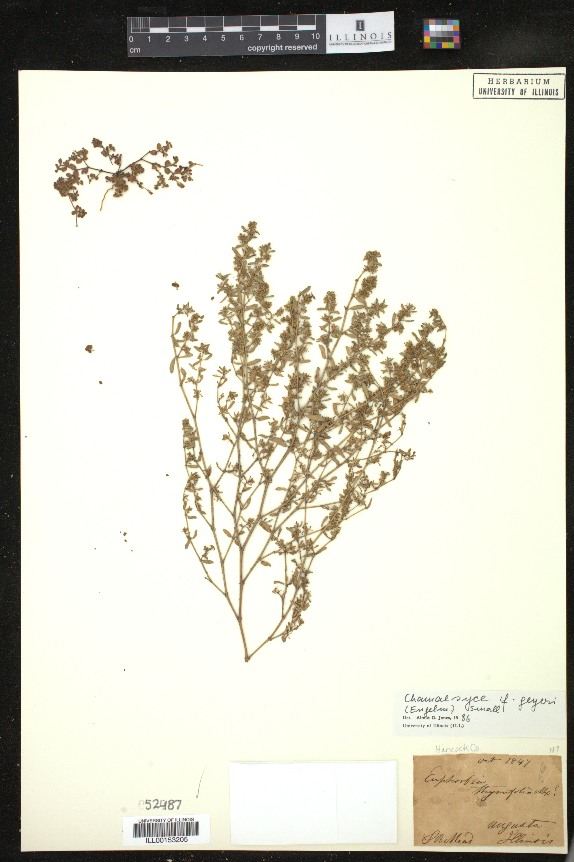 Euphorbia geyeri image