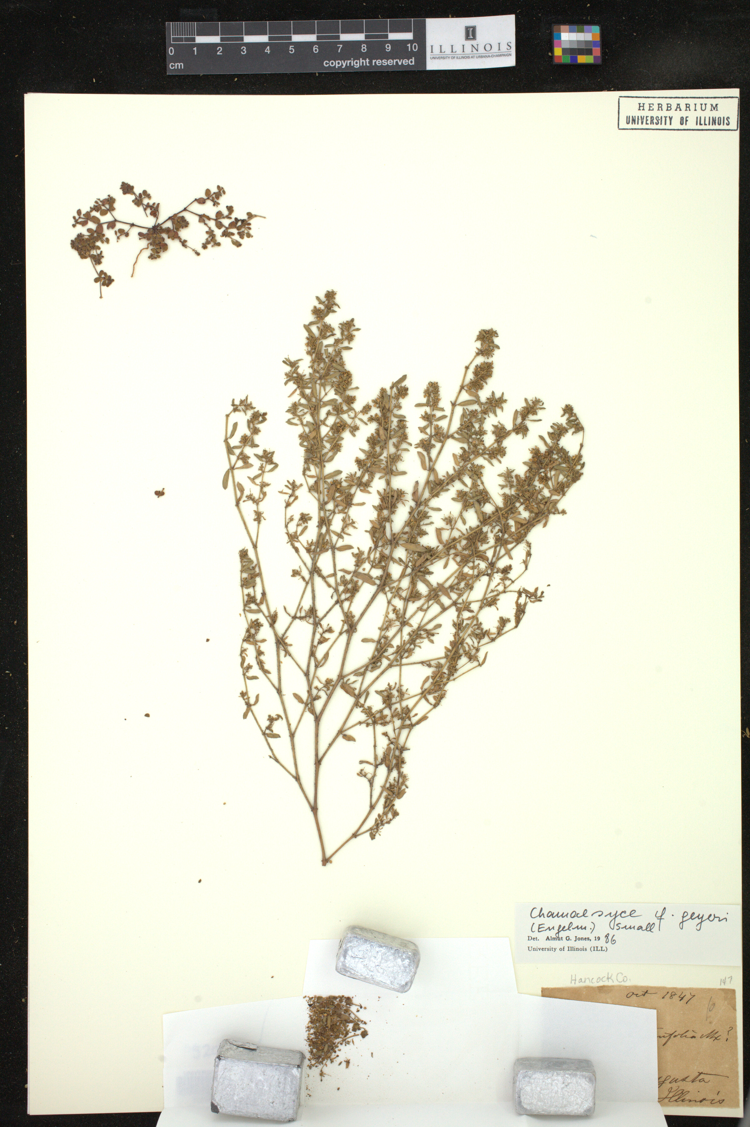 Euphorbia geyeri image