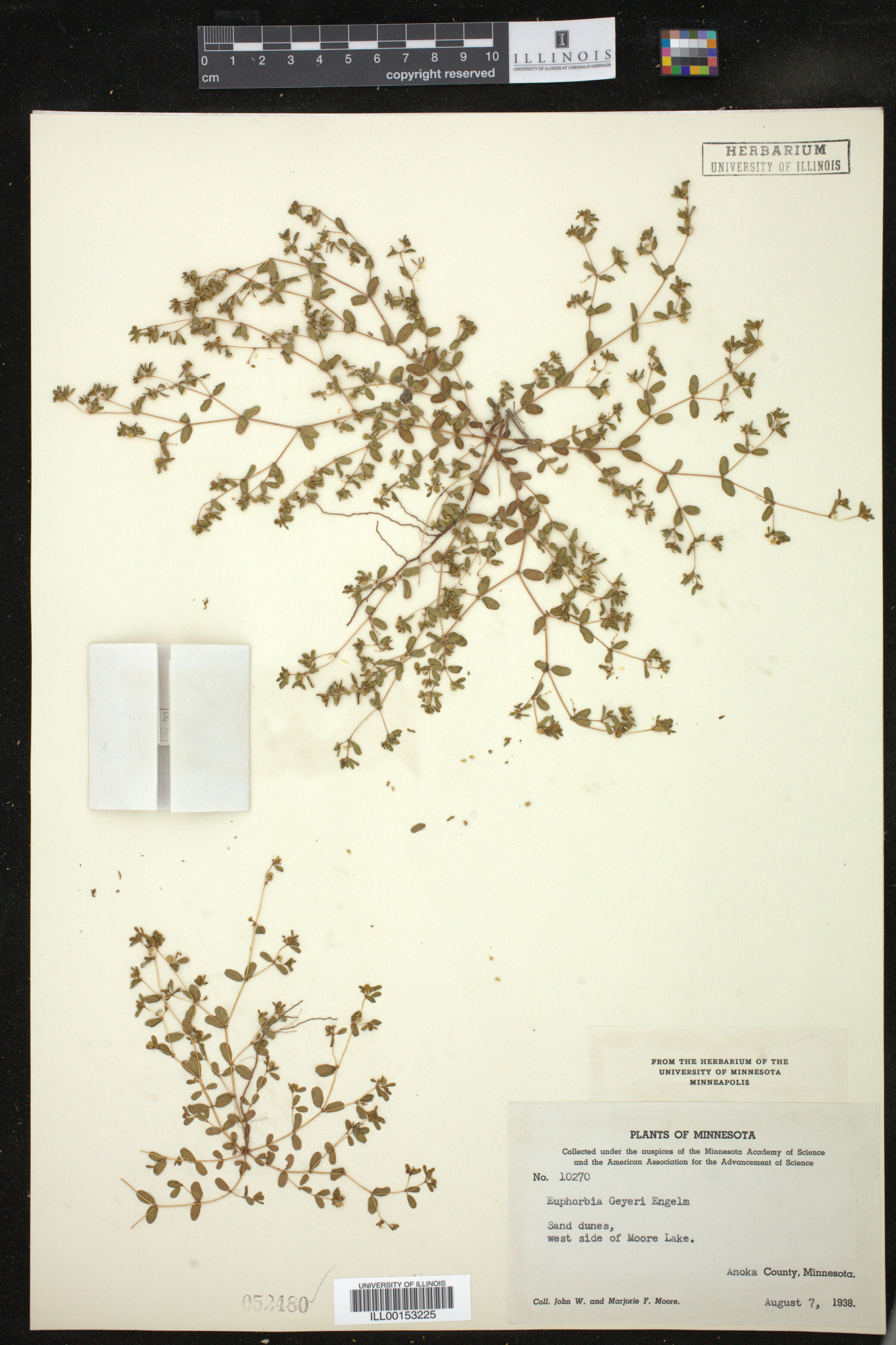 Euphorbia geyeri image