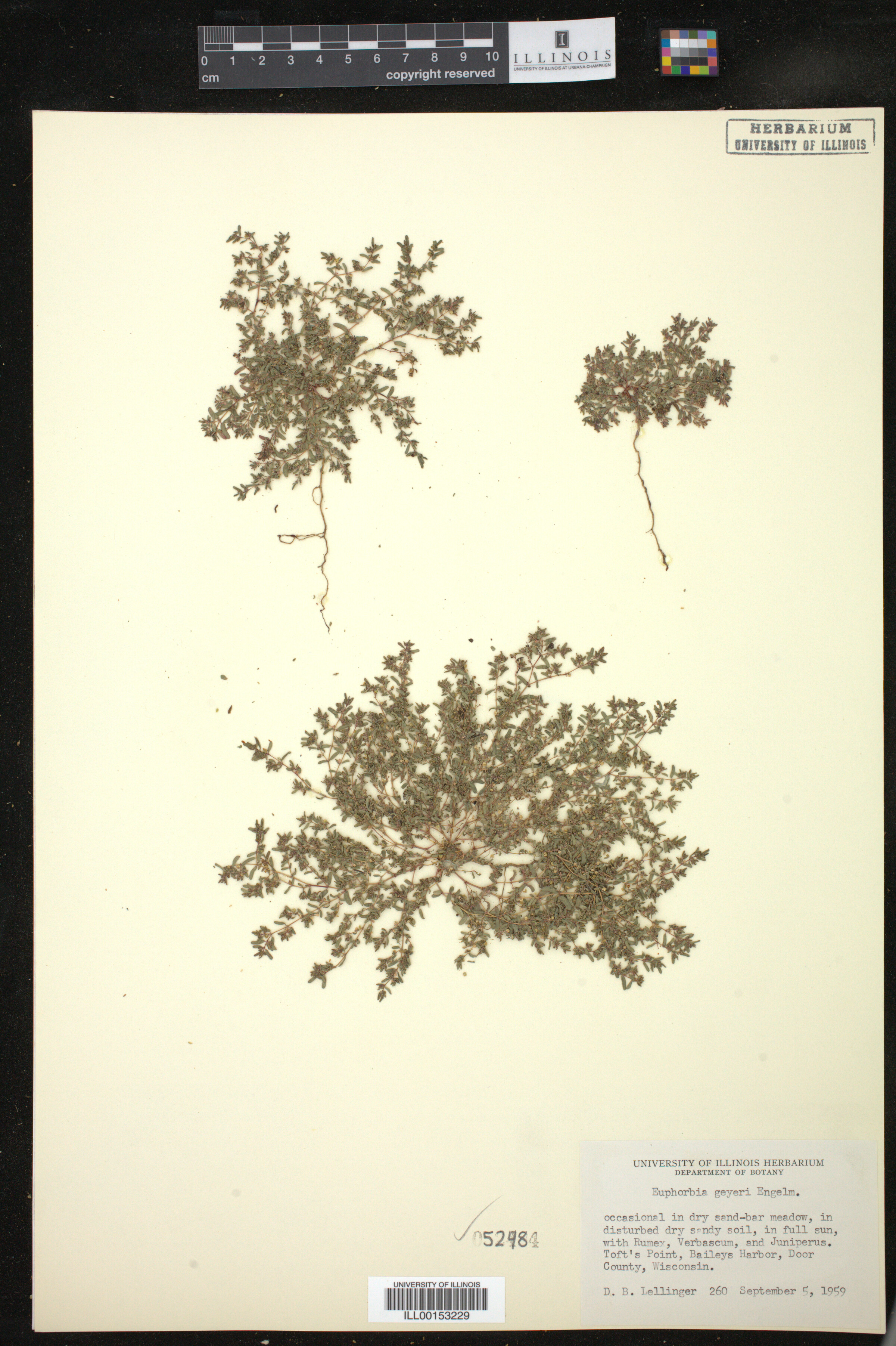 Euphorbia geyeri image