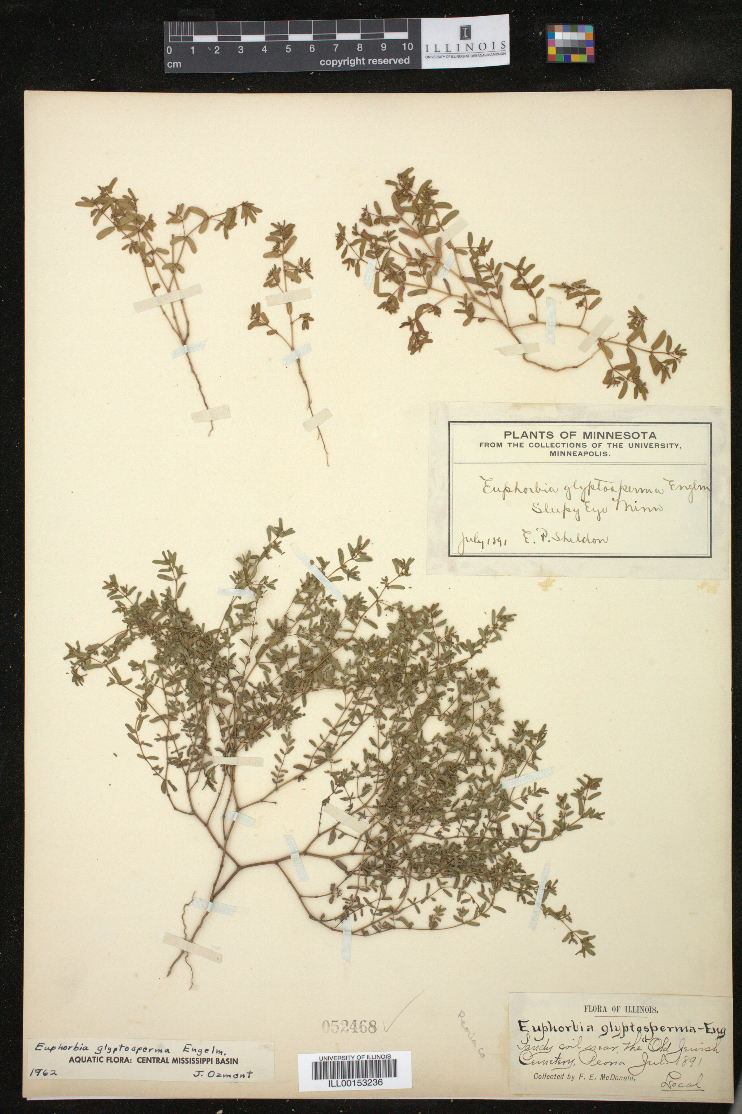 Euphorbia glyptosperma image