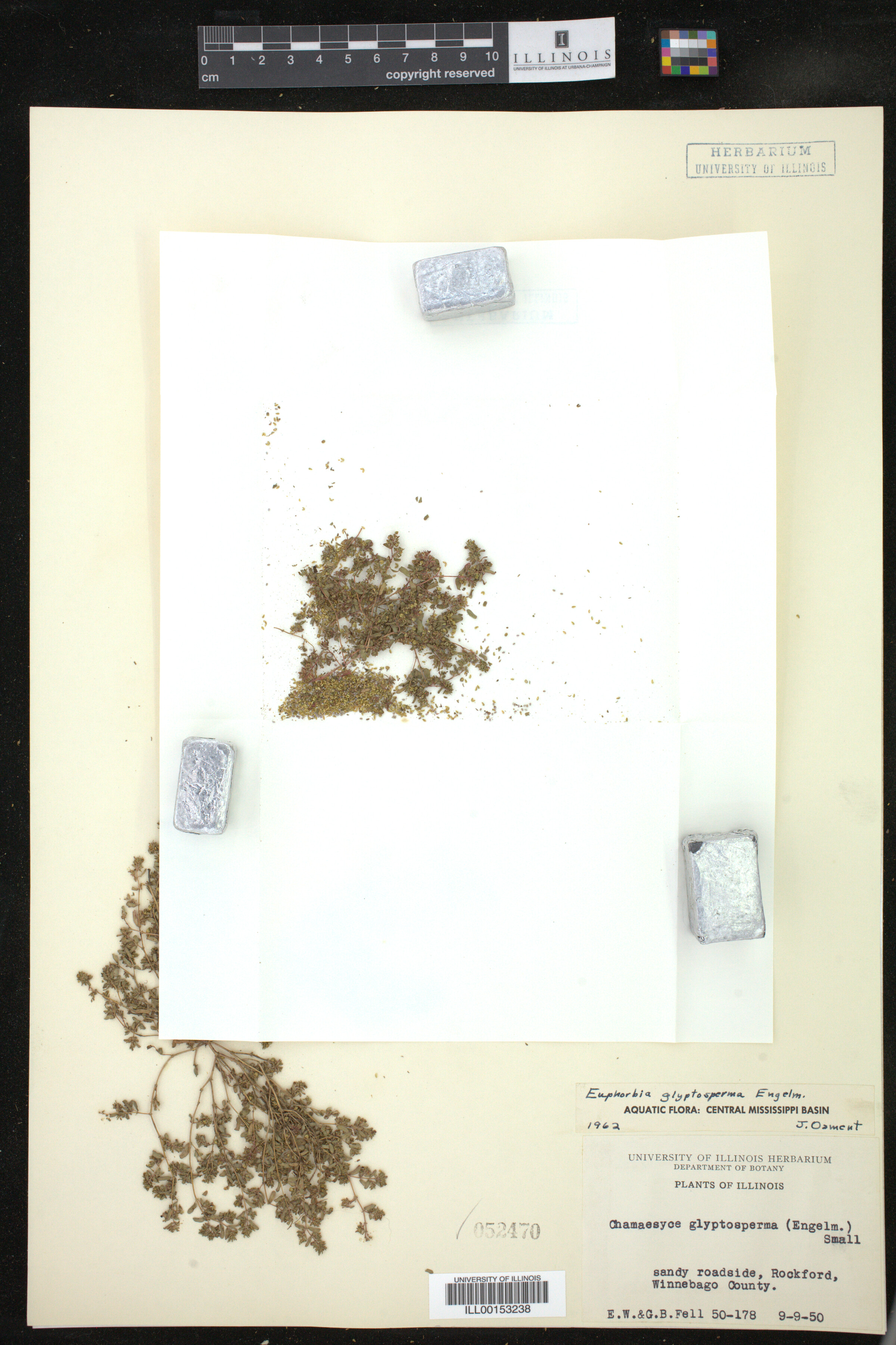 Euphorbia glyptosperma image