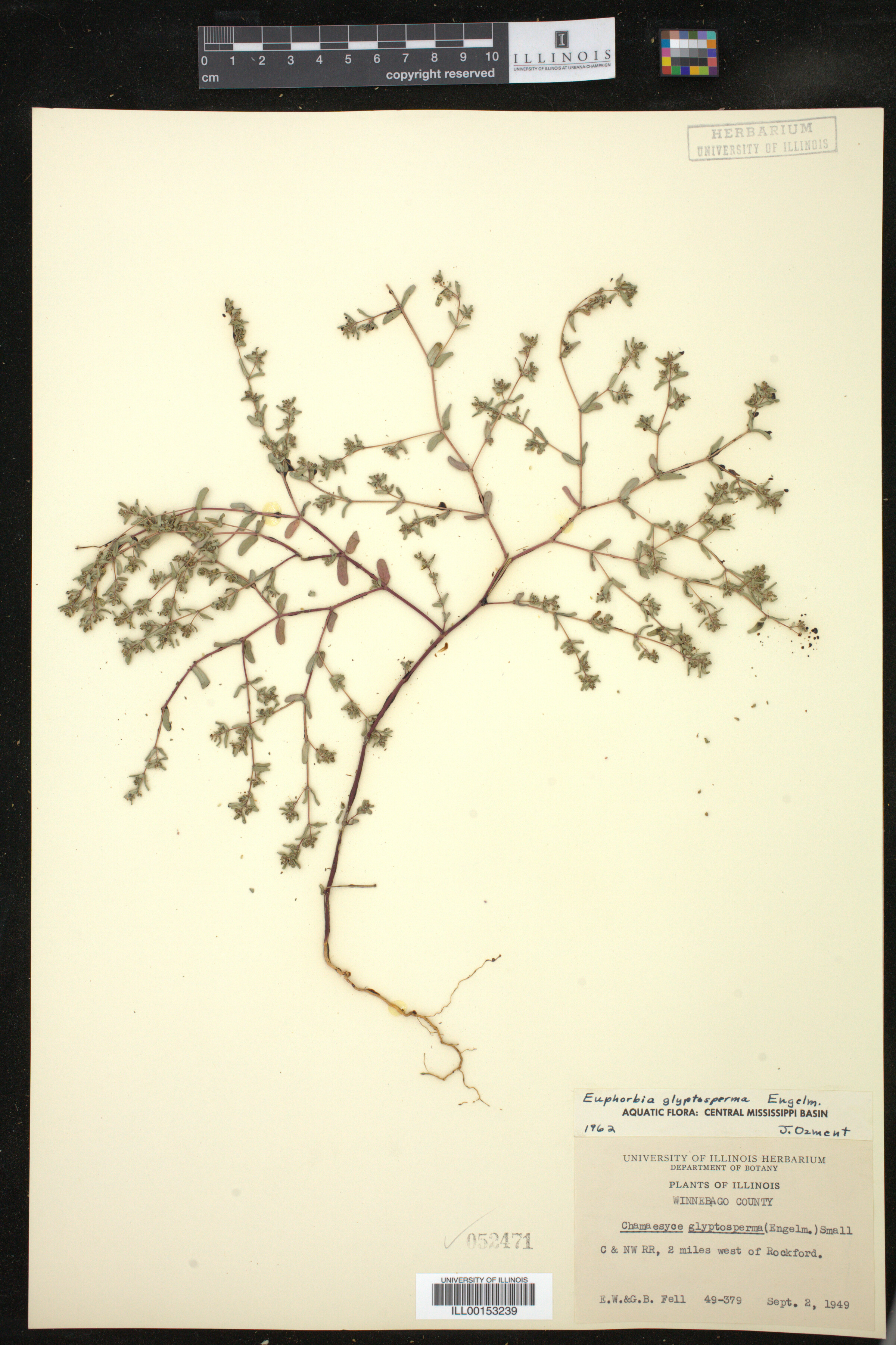 Euphorbia glyptosperma image