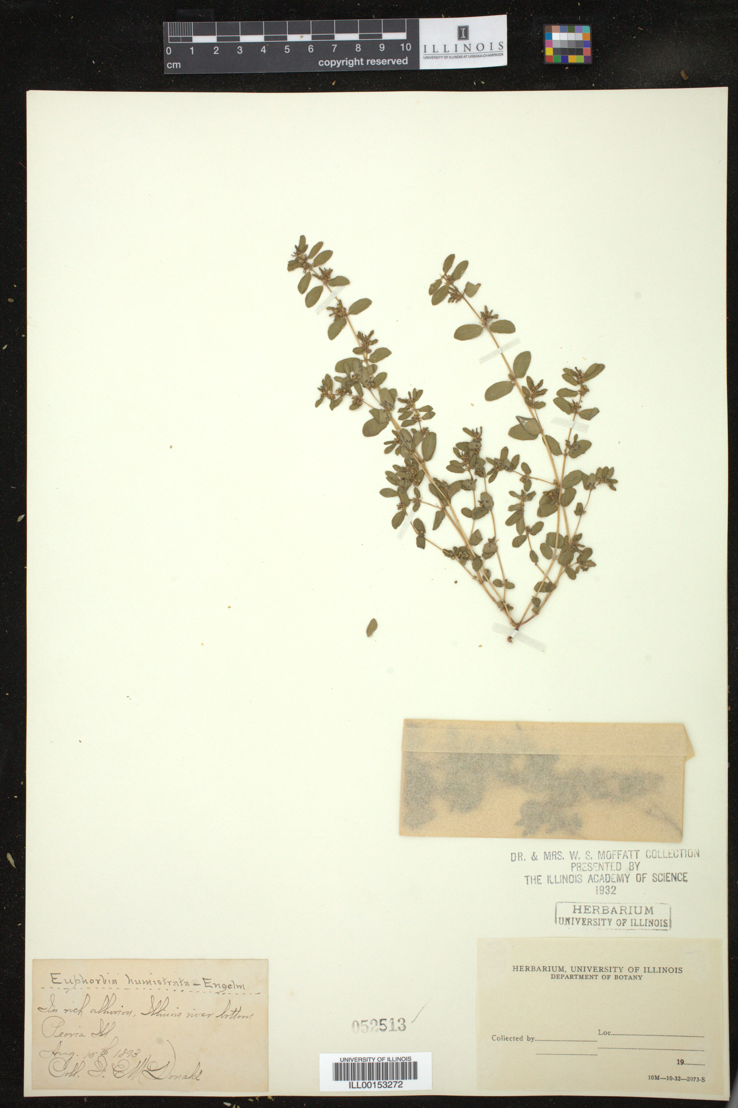 Euphorbia humistrata image