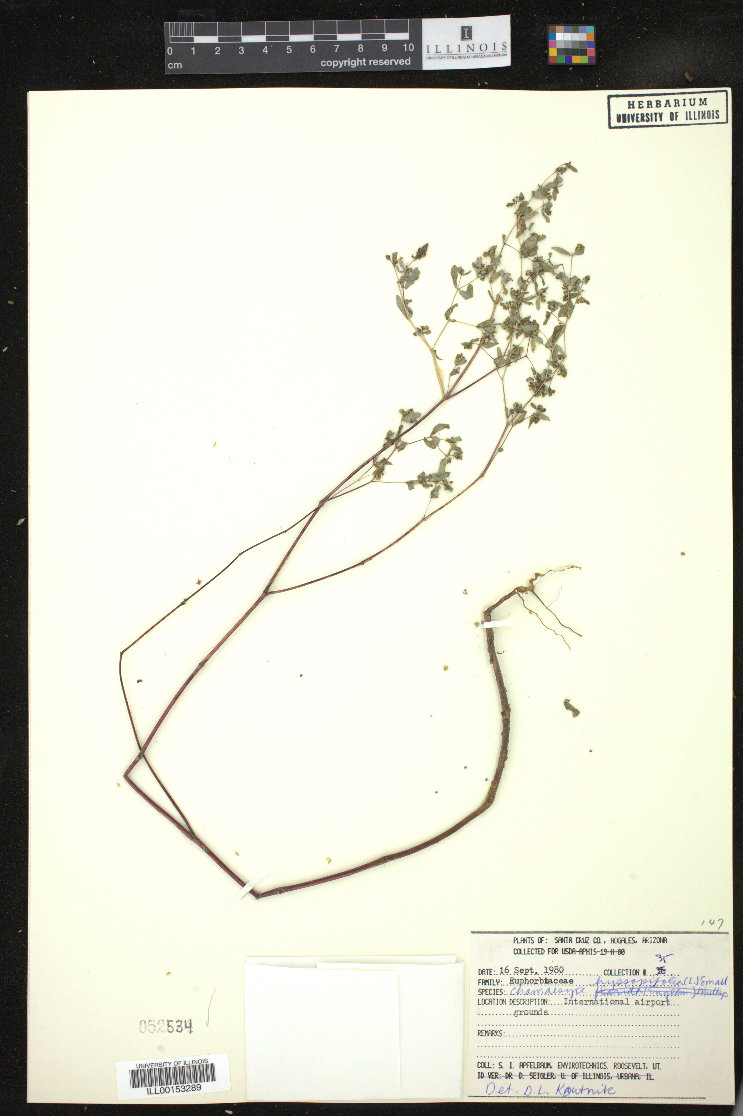 Euphorbia hyssopifolia image