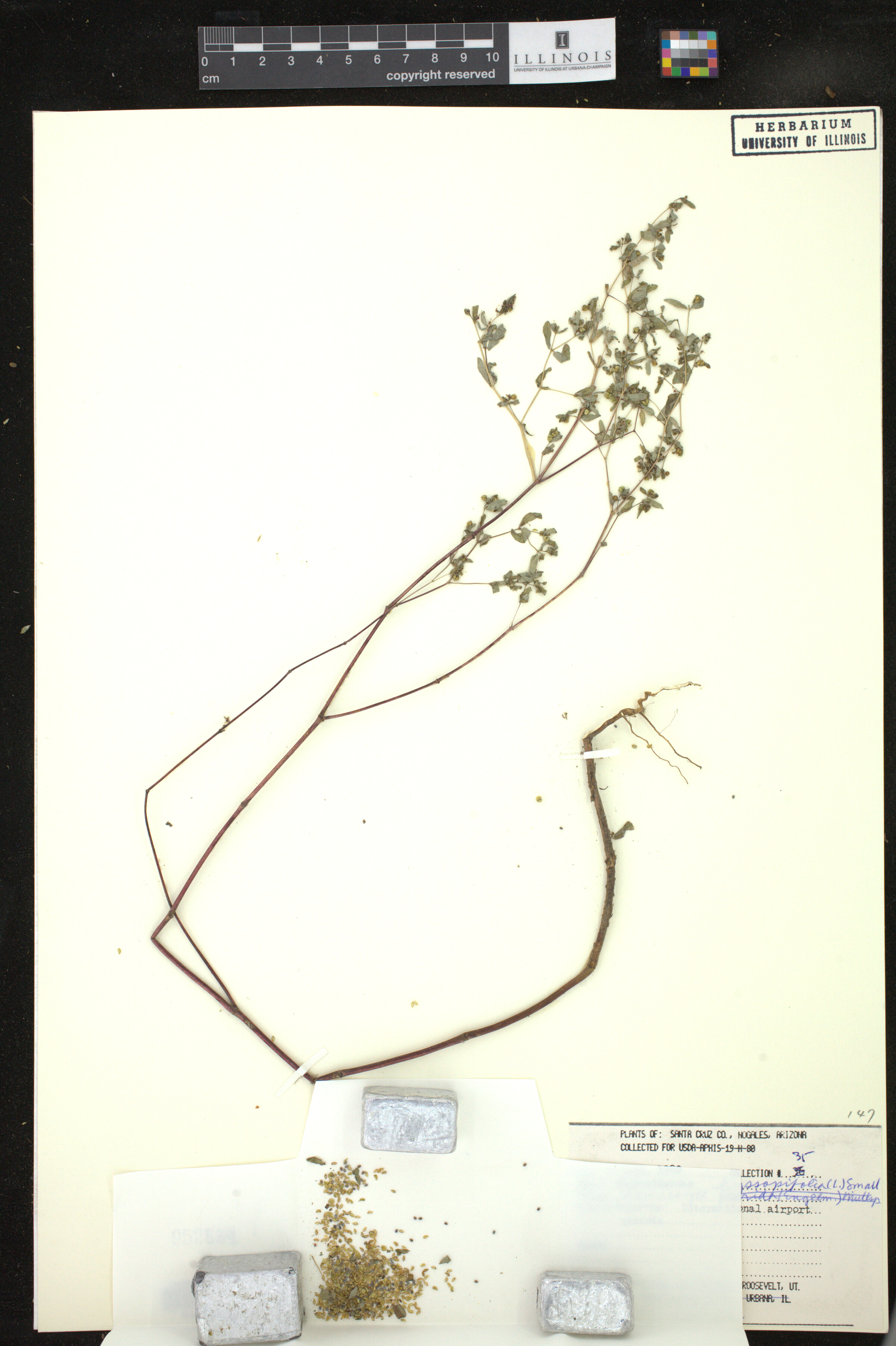 Euphorbia hyssopifolia image