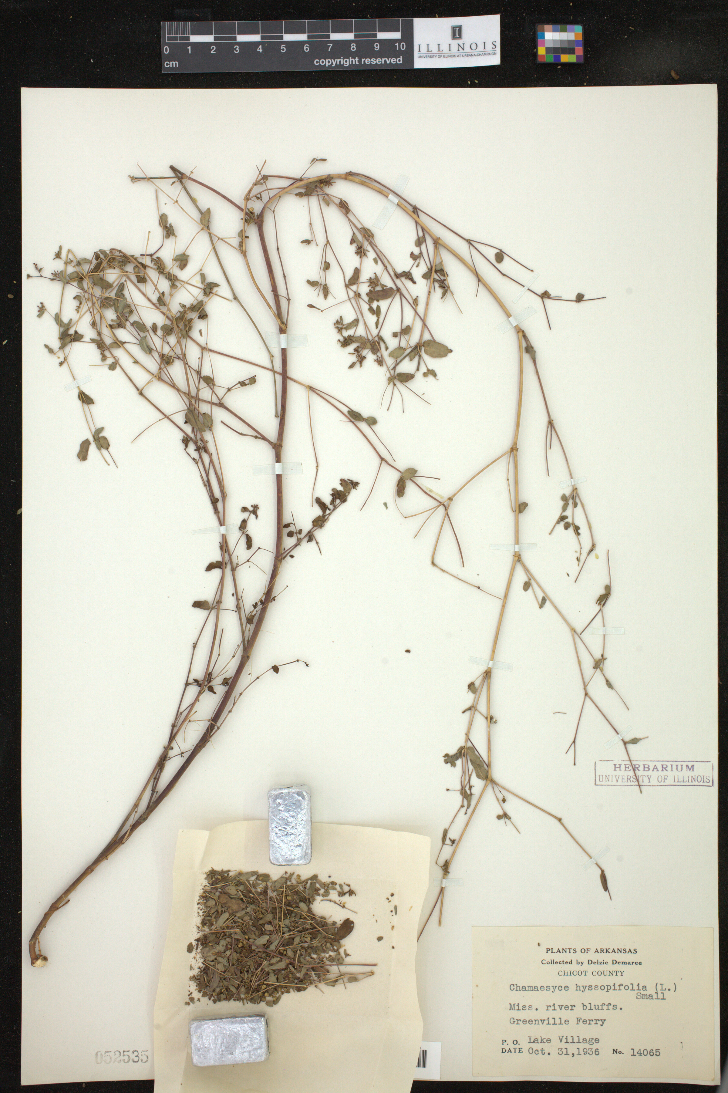 Euphorbia hyssopifolia image