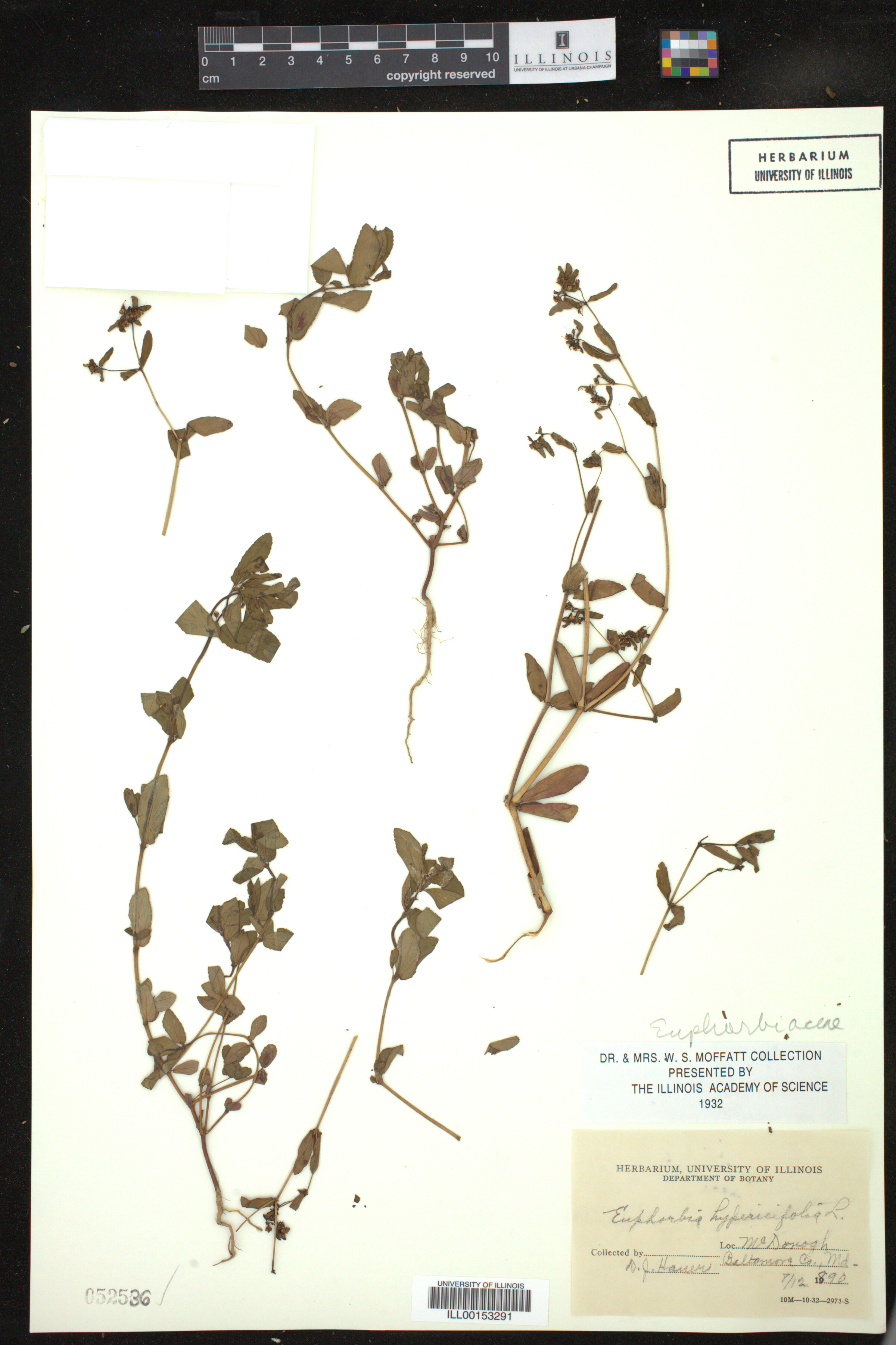 Euphorbia hyssopifolia image