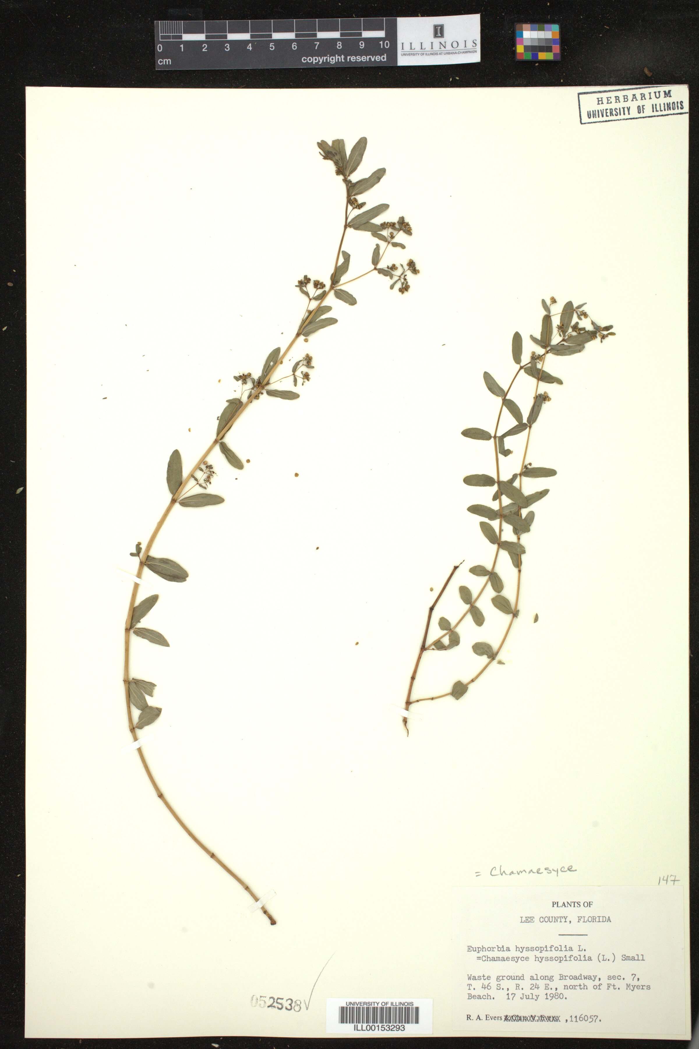 Euphorbia hyssopifolia image