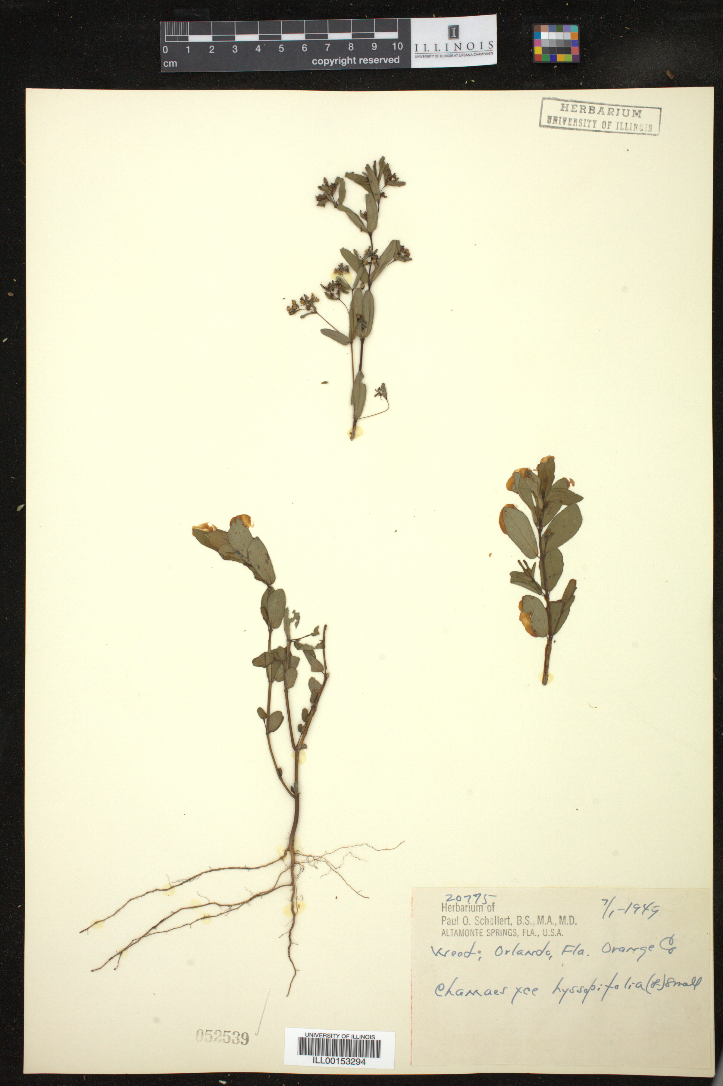 Euphorbia hyssopifolia image