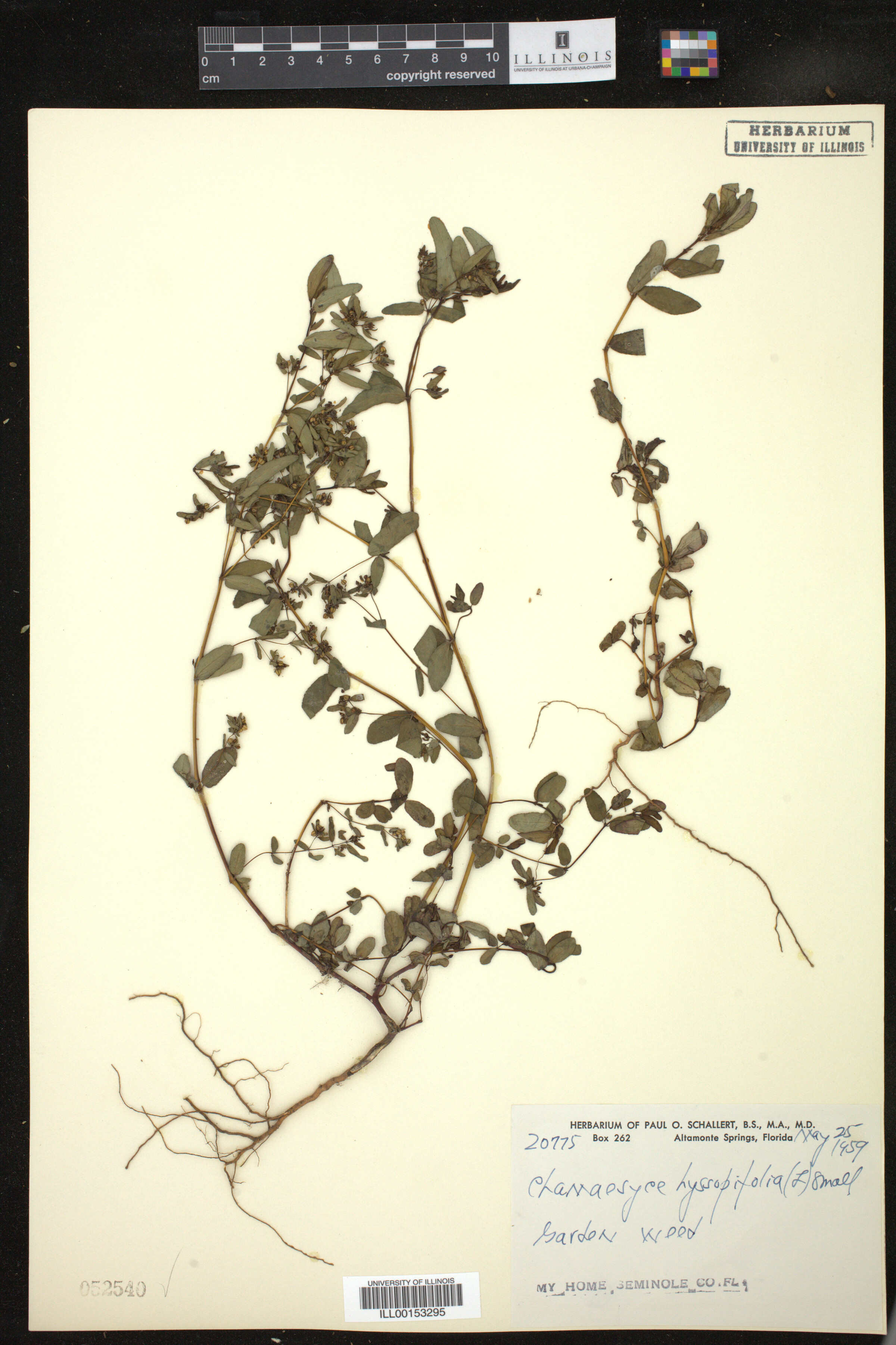 Euphorbia hyssopifolia image