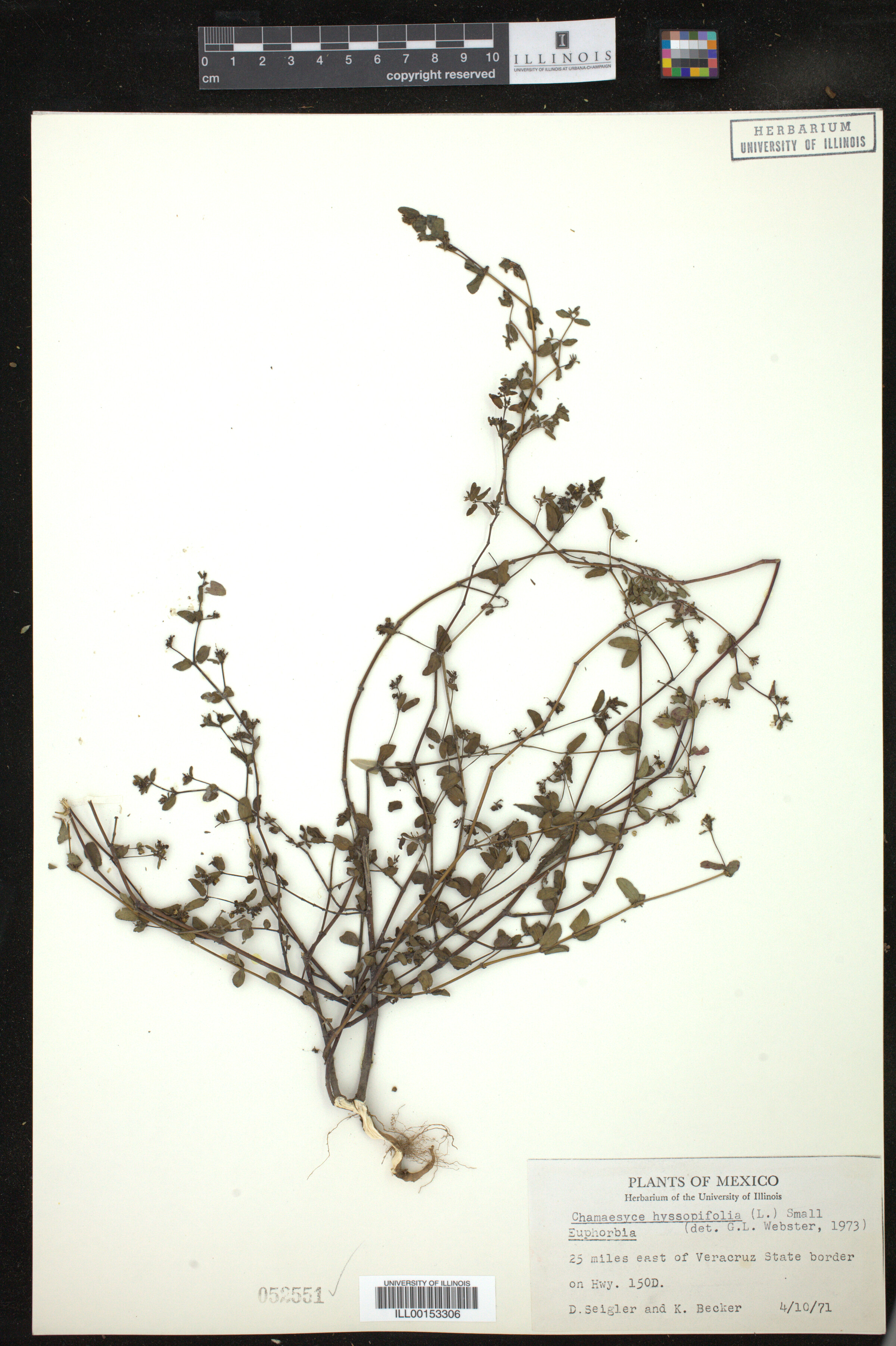 Euphorbia hyssopifolia image