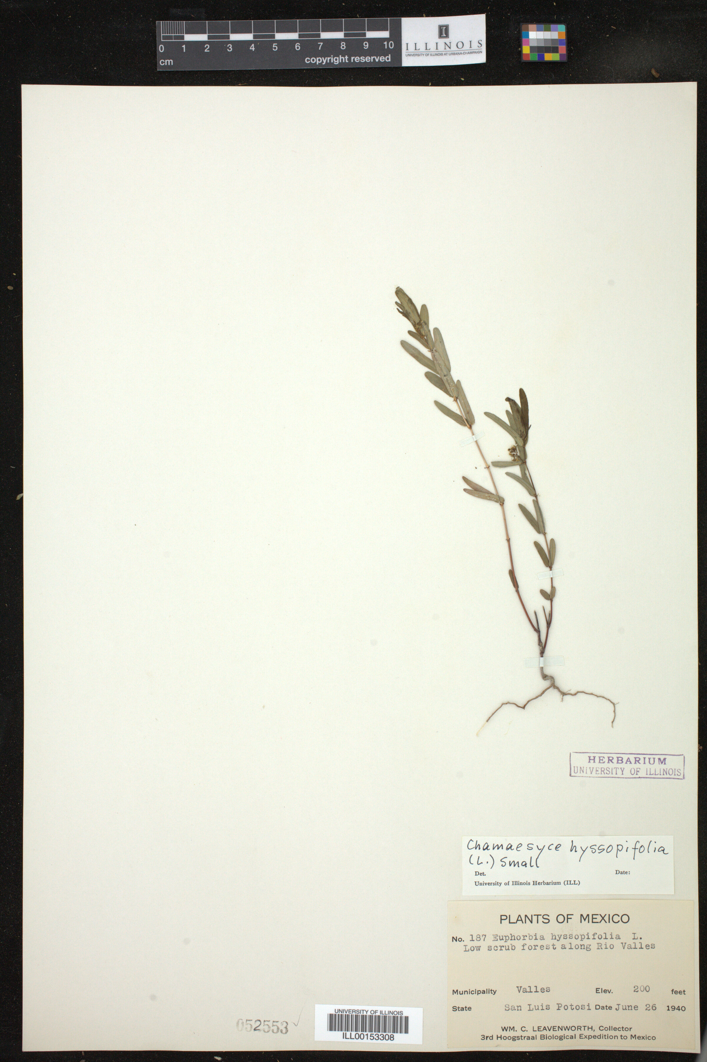 Euphorbia hyssopifolia image