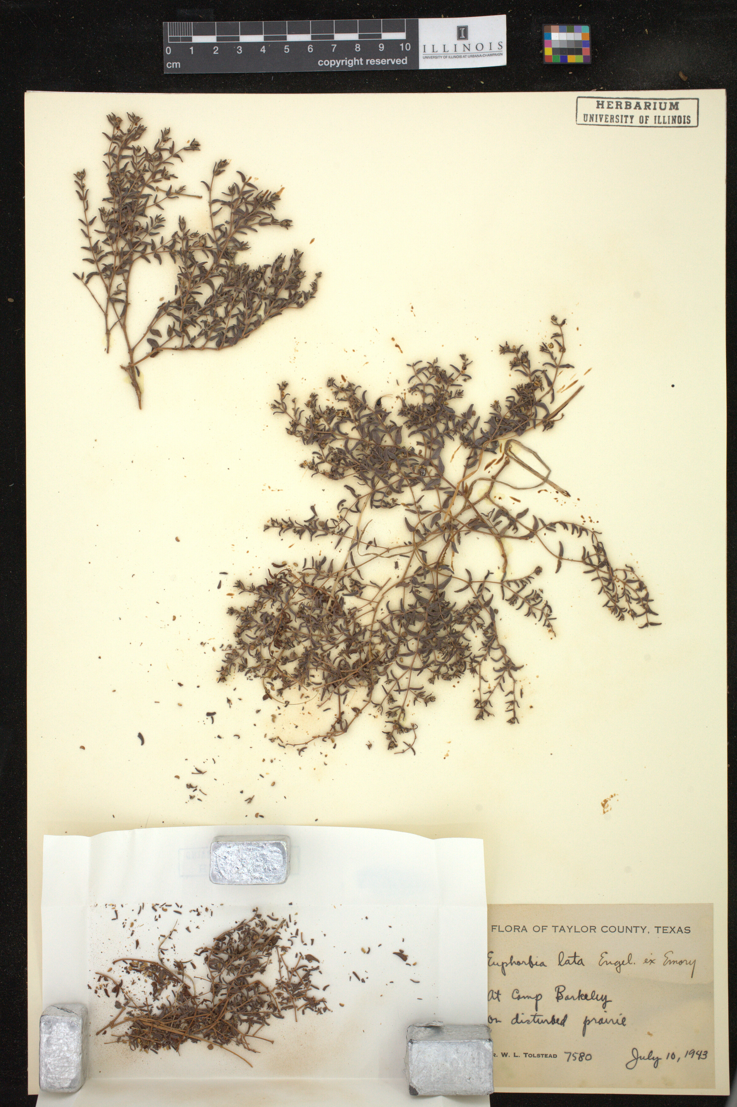 Euphorbia lata image