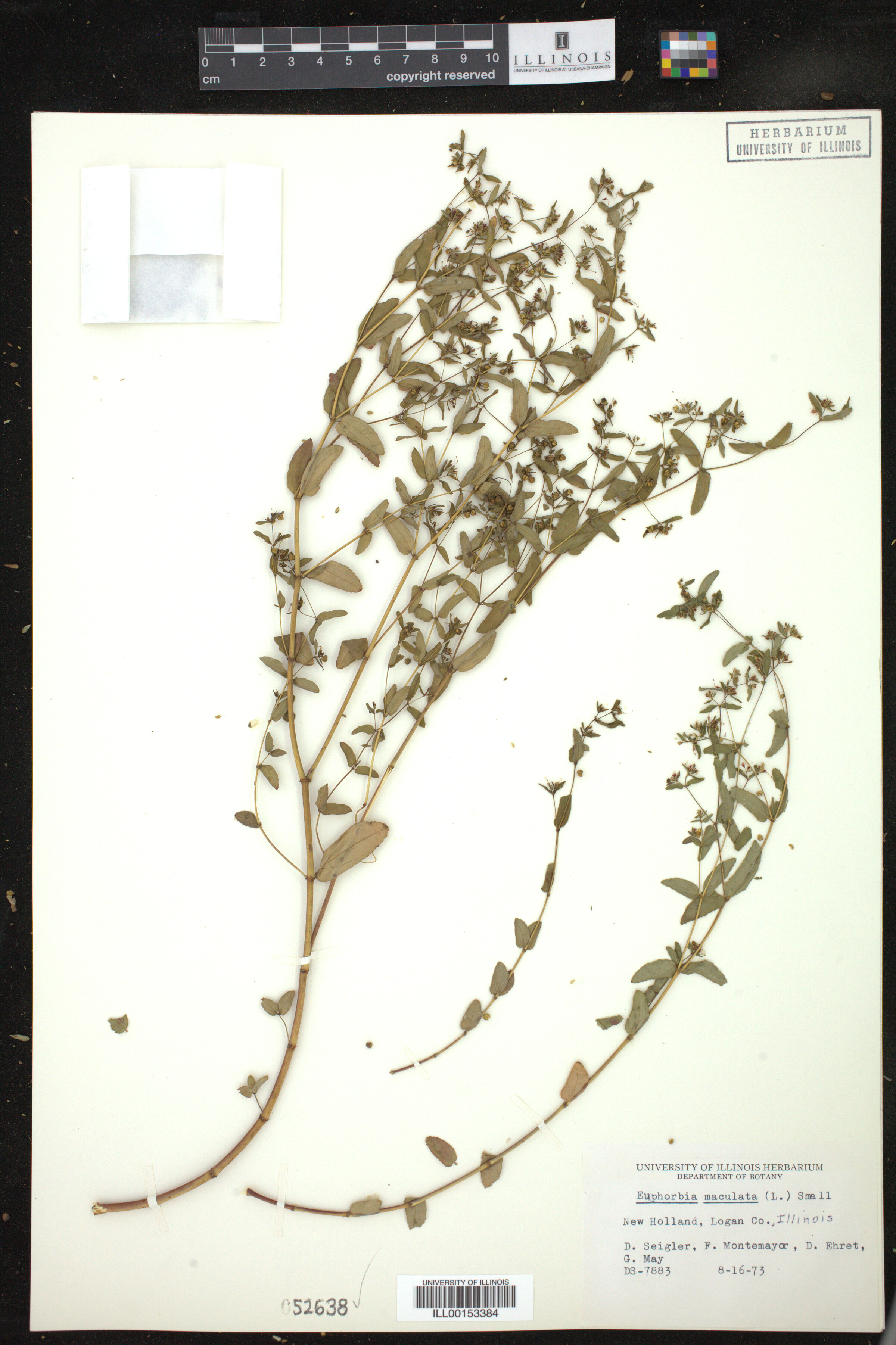 Chamaesyce maculata image