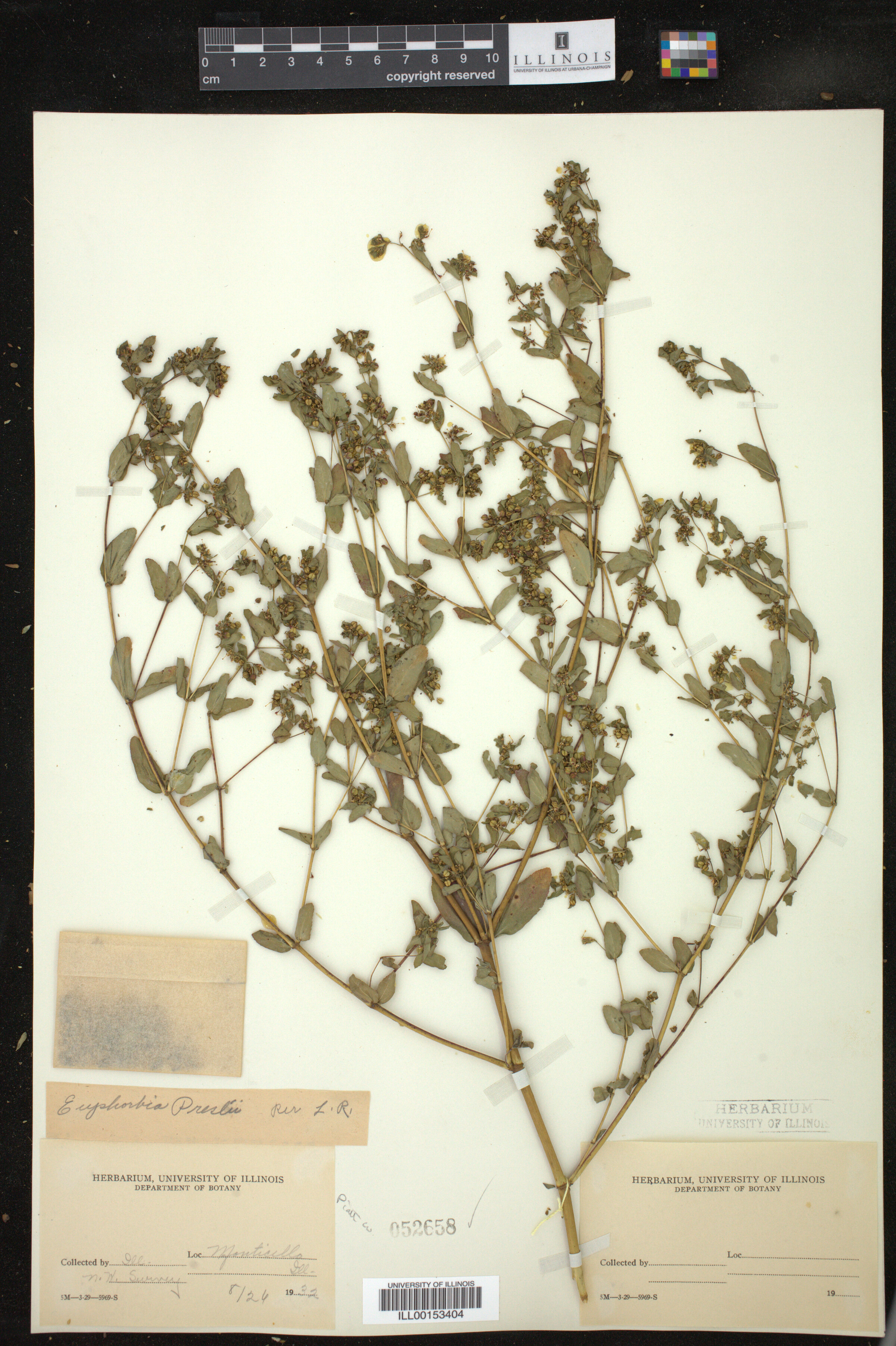 Chamaesyce maculata image