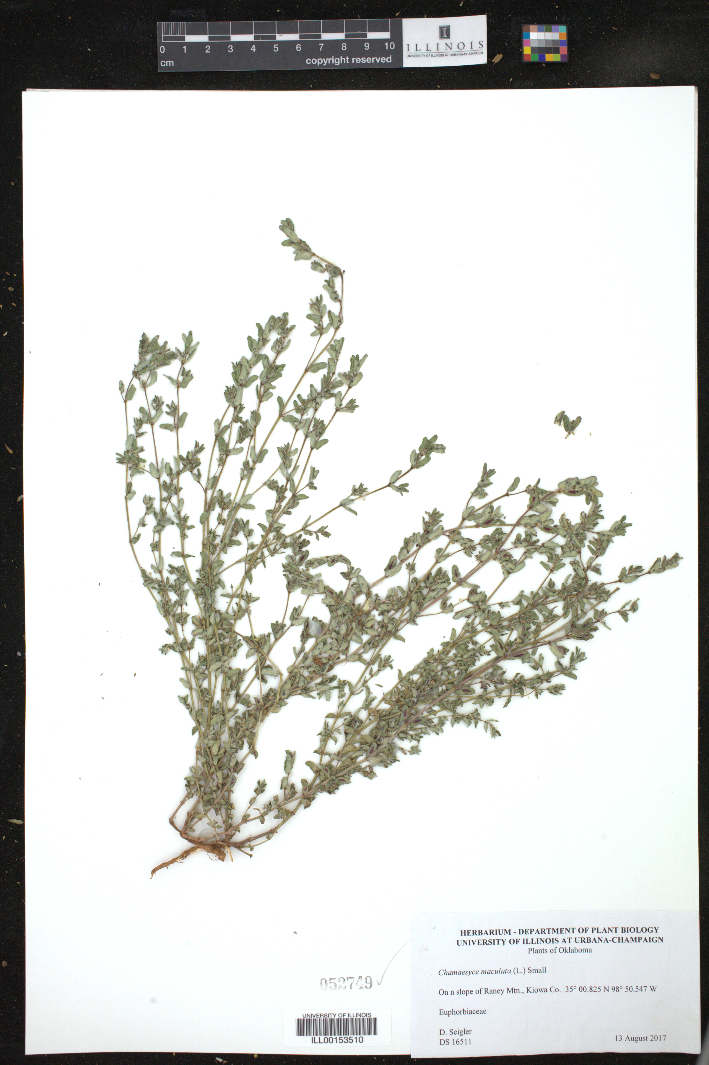 Euphorbia maculata image