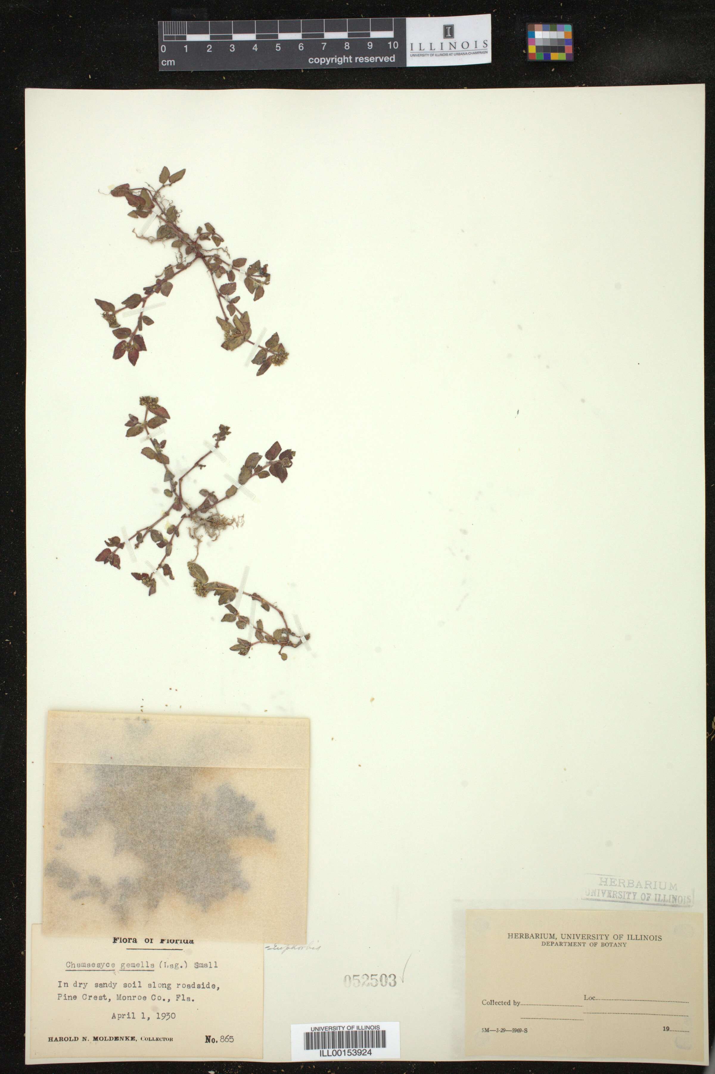 Euphorbia hirta image
