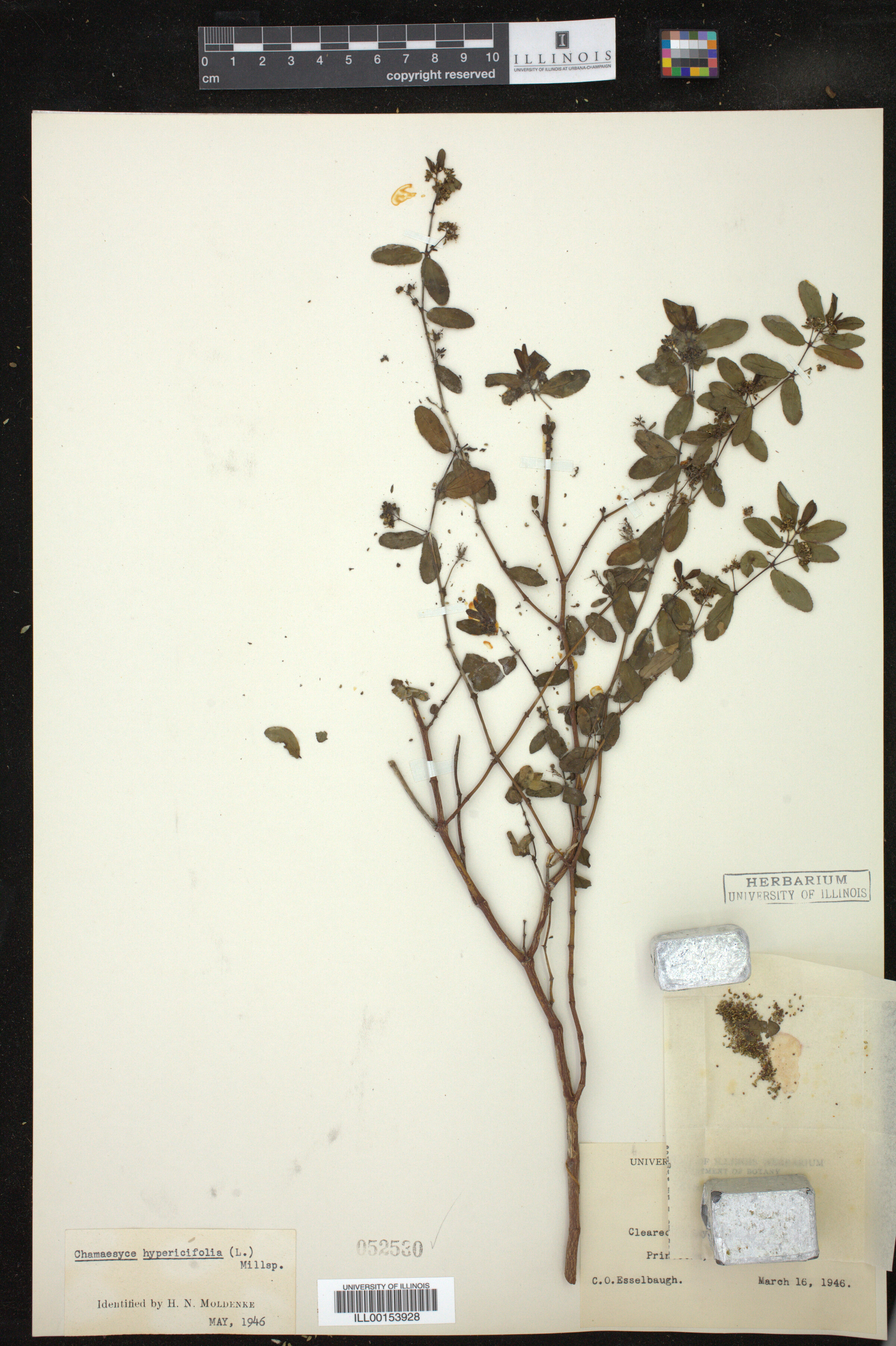 Euphorbia hypericifolia image