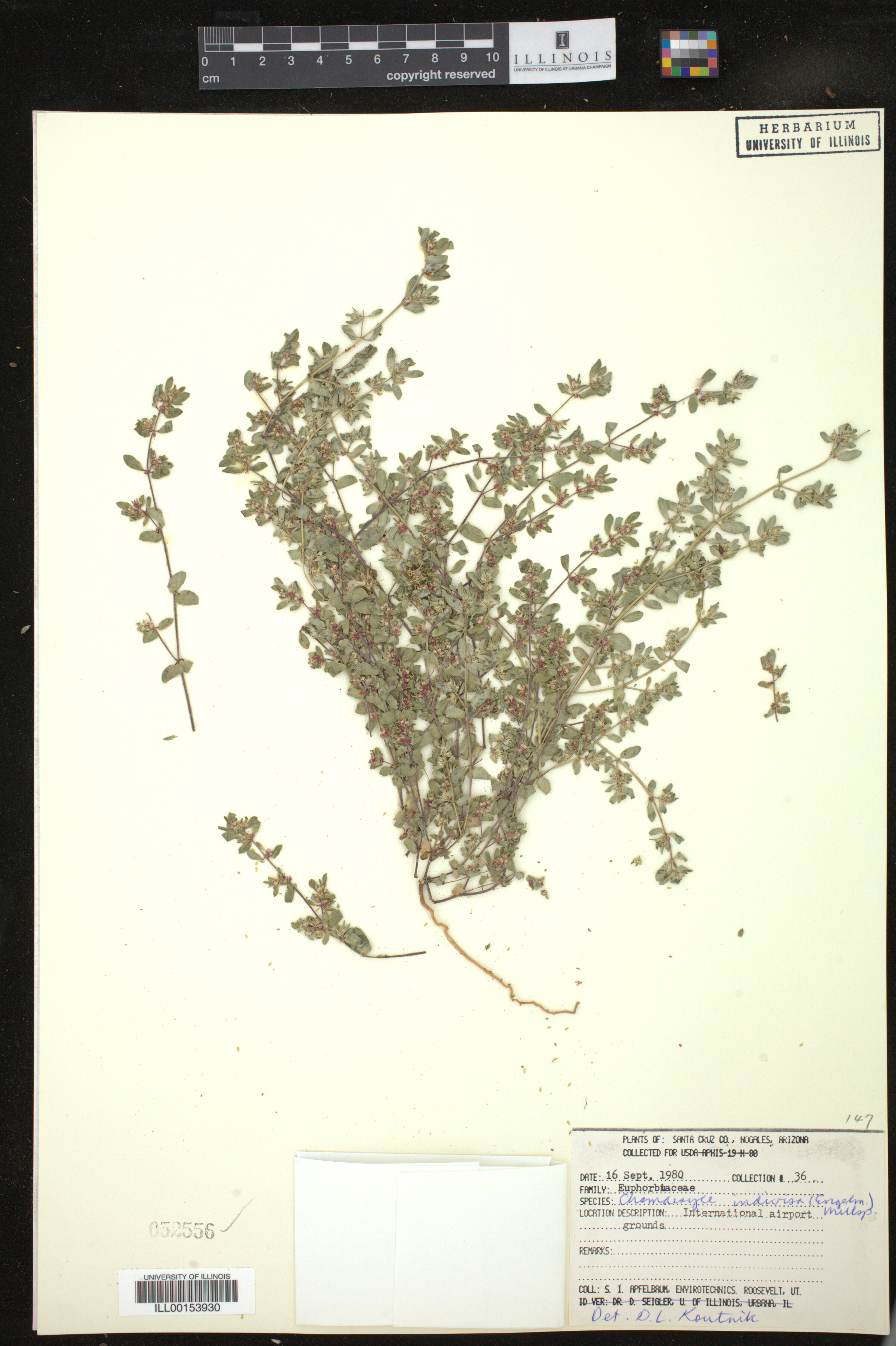 Euphorbia indivisa image