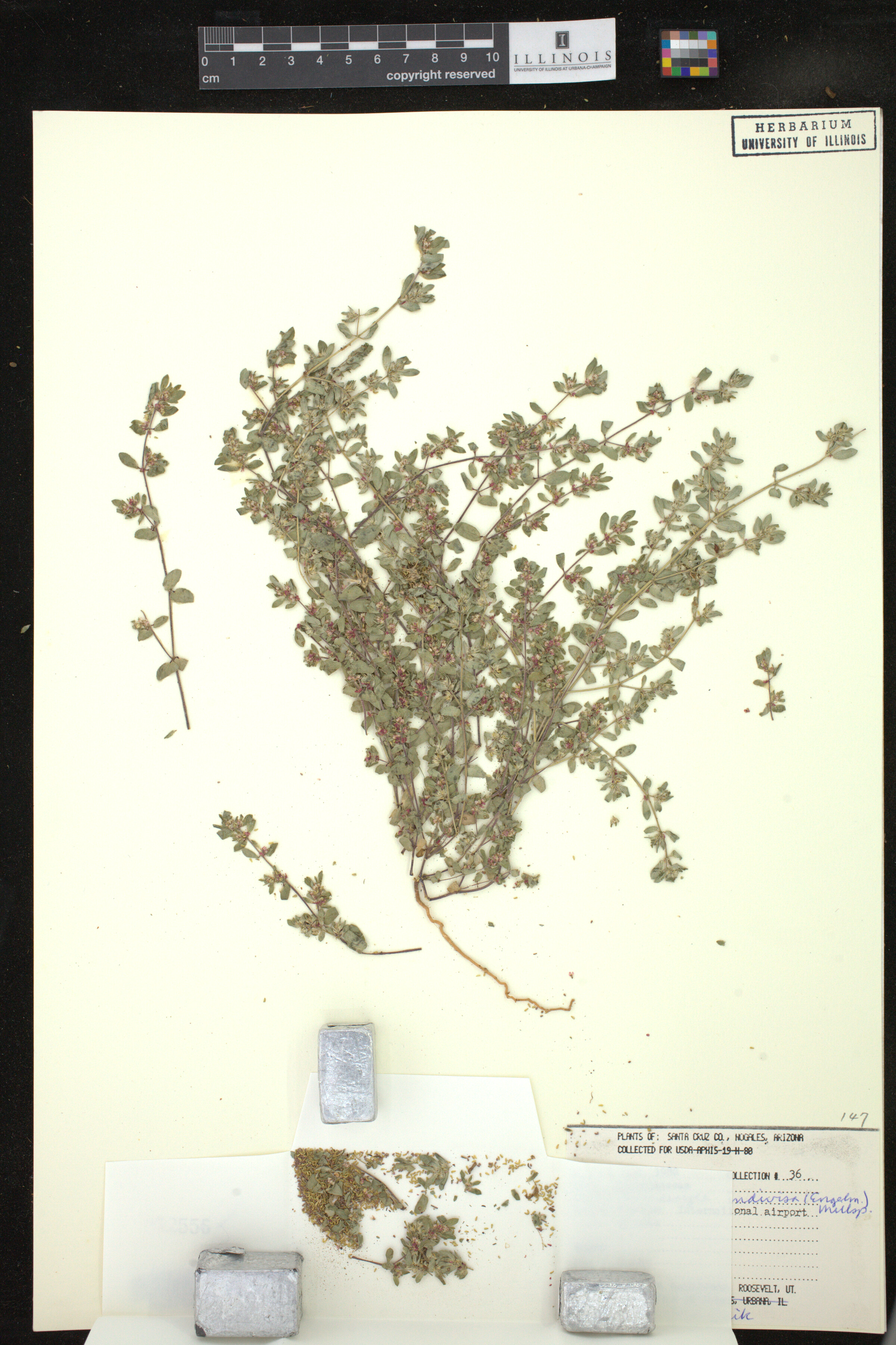 Euphorbia indivisa image