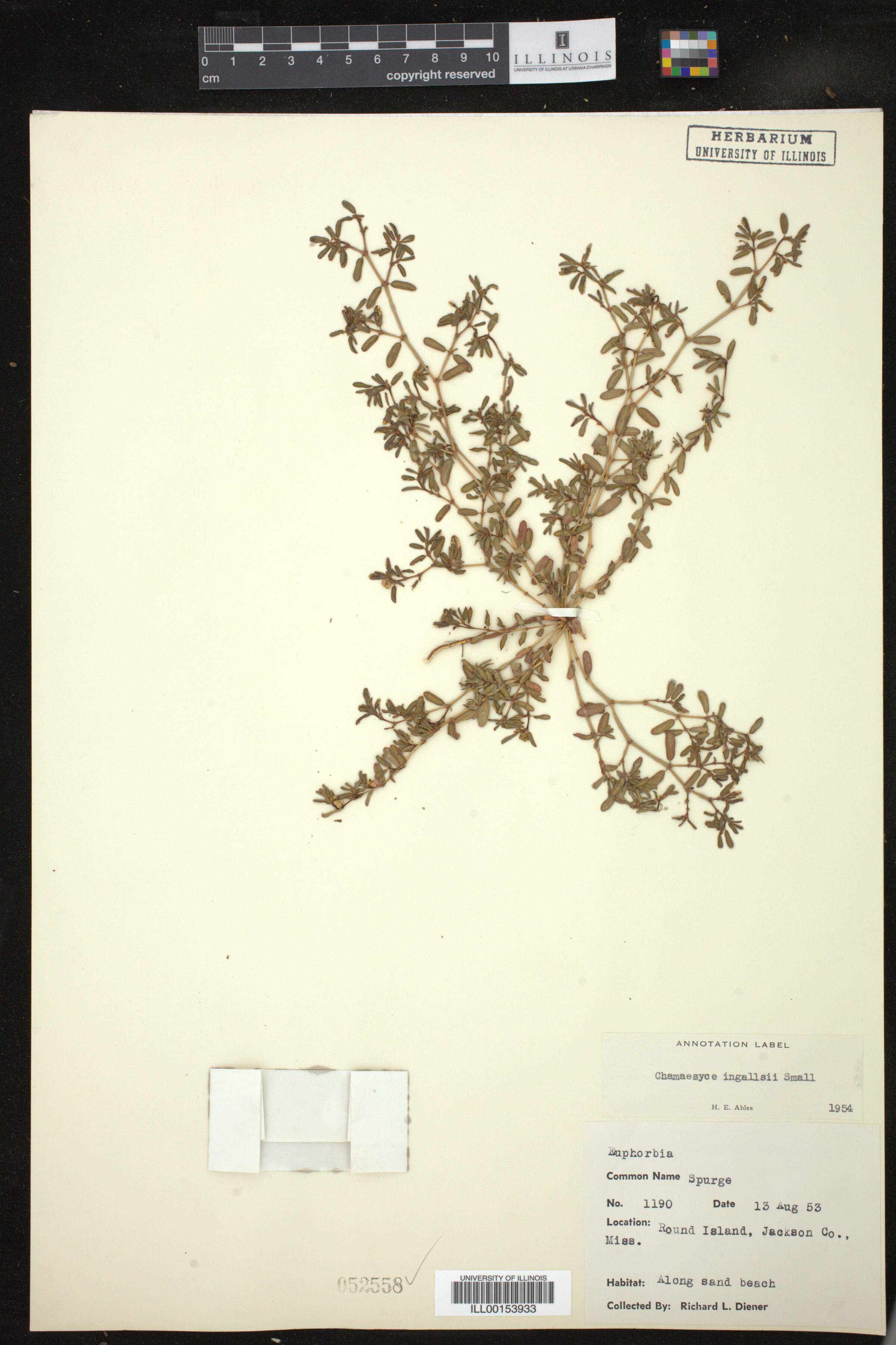 Euphorbia bombensis image