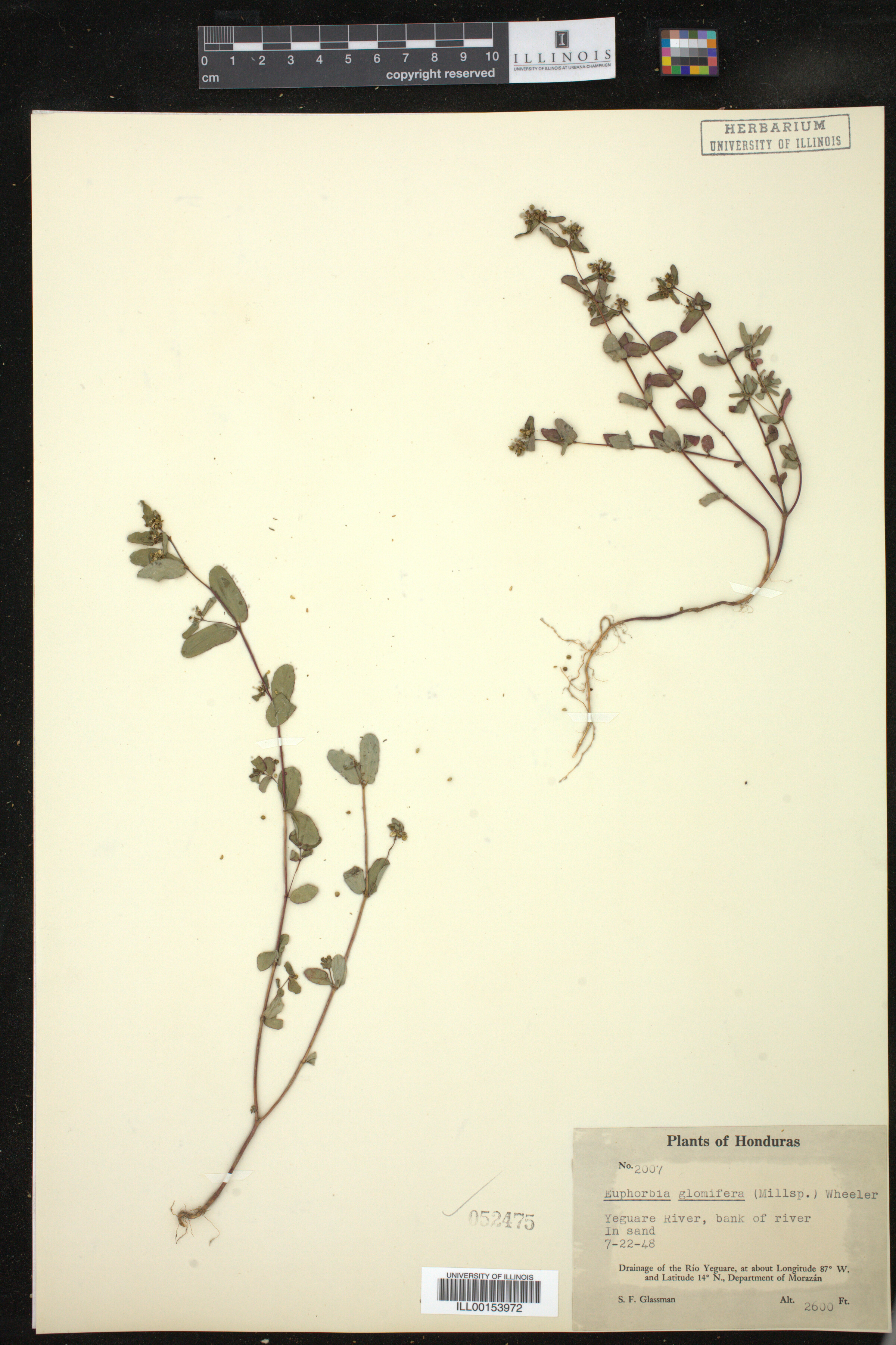 Euphorbia hypericifolia image